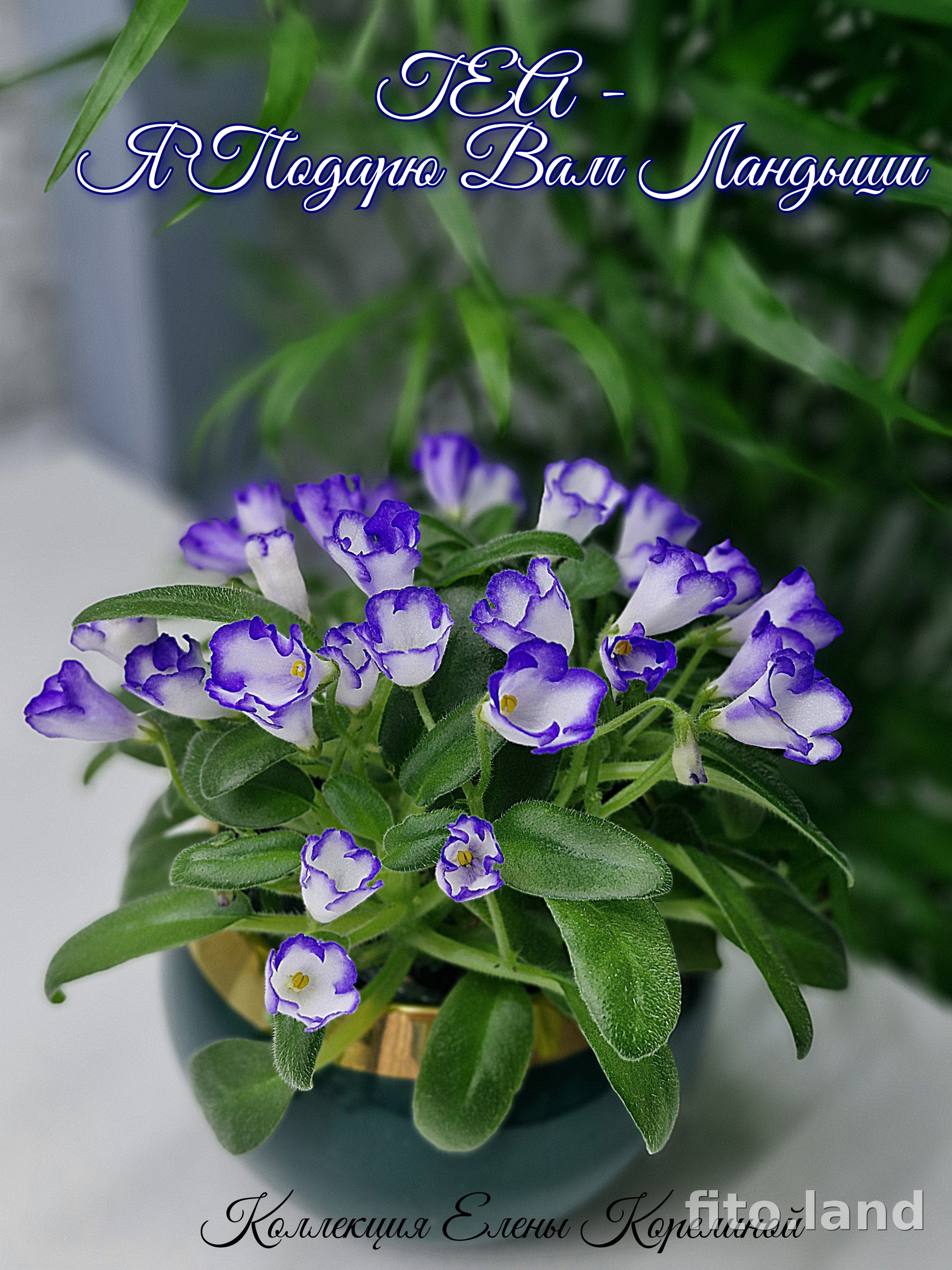 Фиалка ГЕА-Я Подарю Вам Ландыши, фото