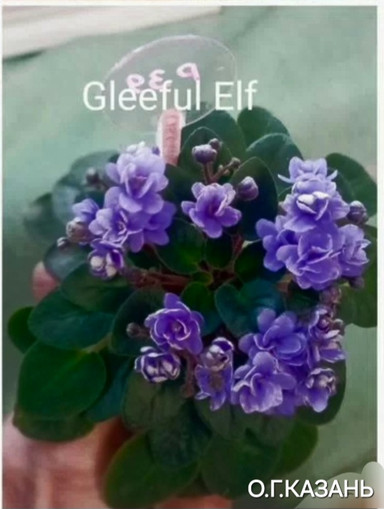 Фиалка Gleeful Elf, фото