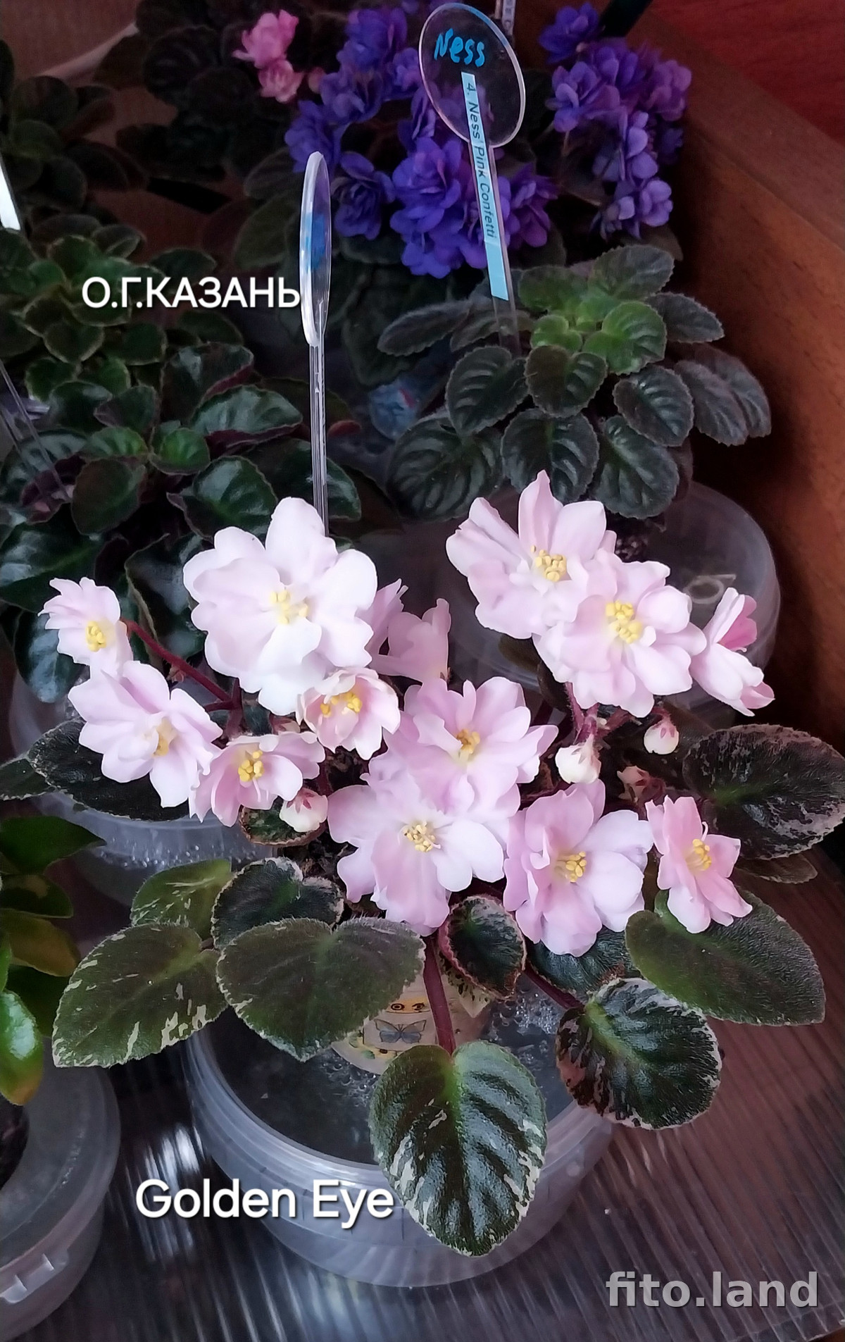 Фиалка Golden Eye, фото