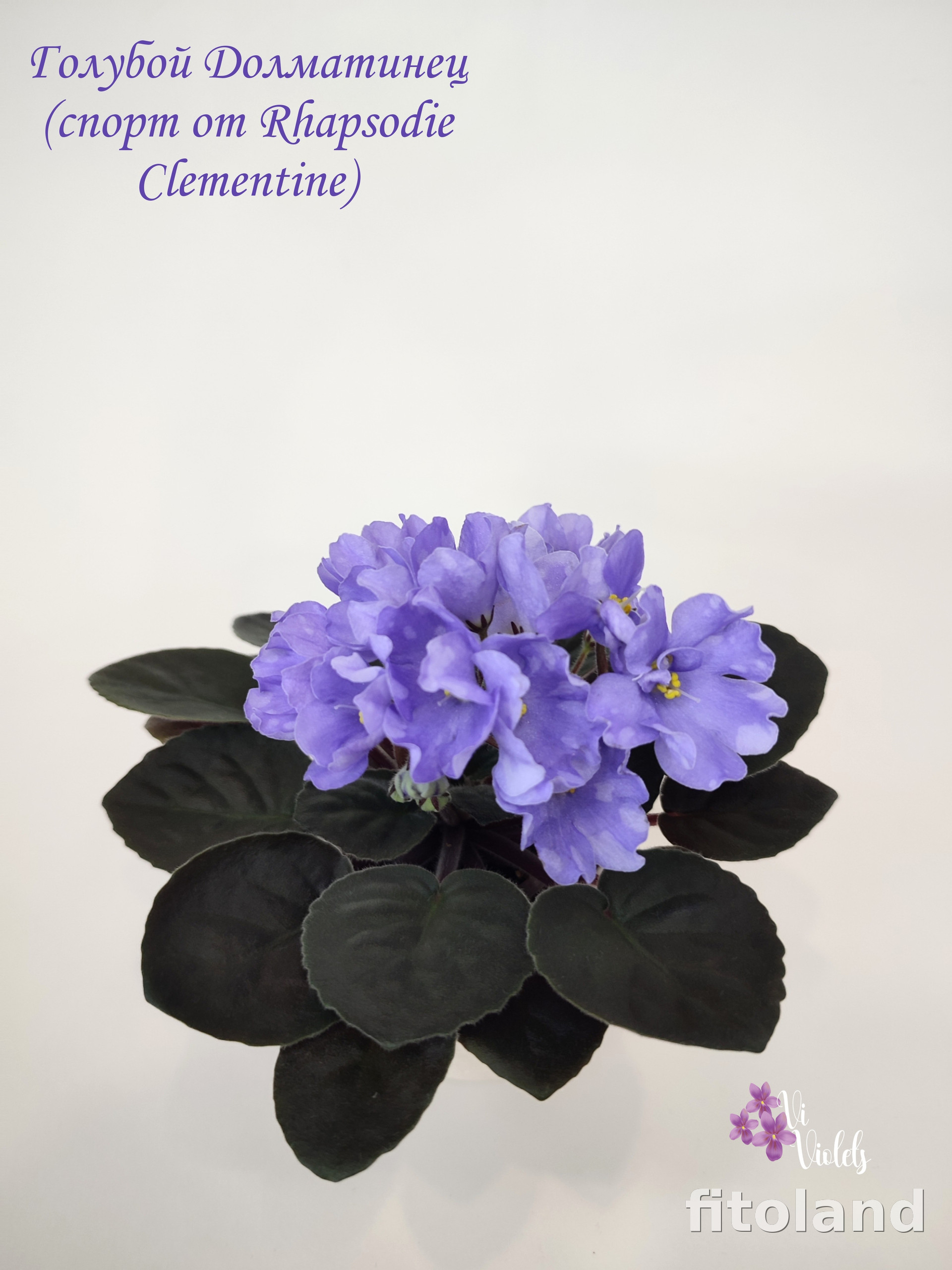 Violet Голубой Далматинец, photo