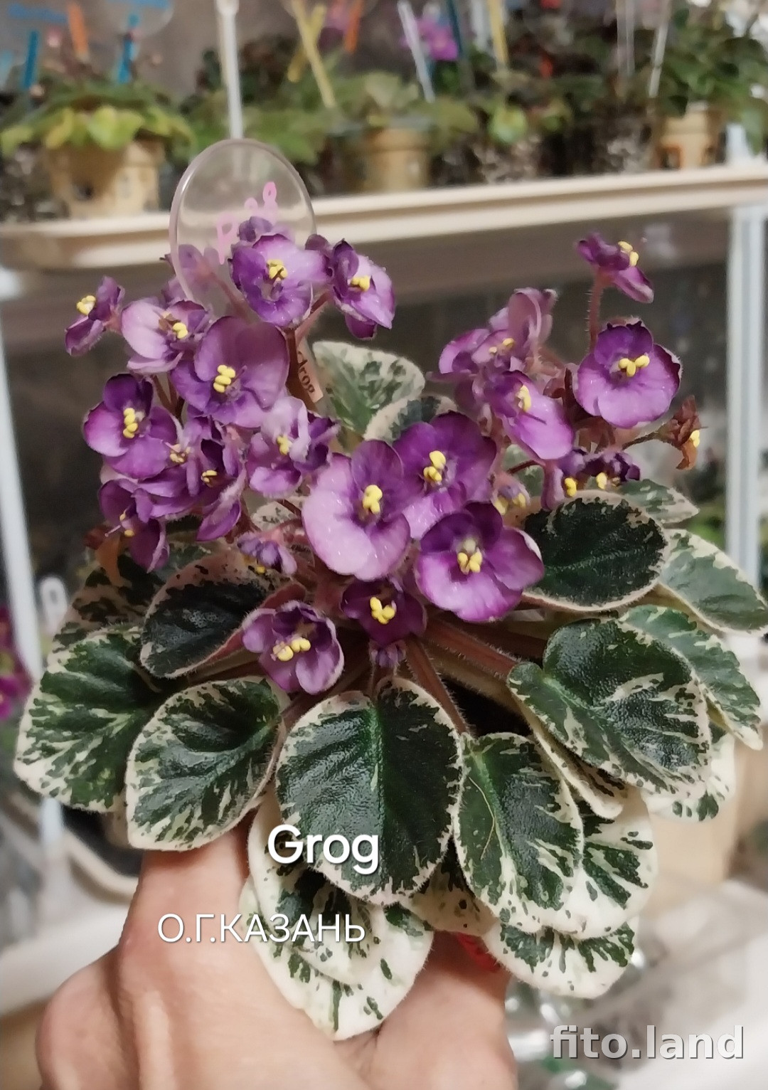 Фиалка Grog, фото
