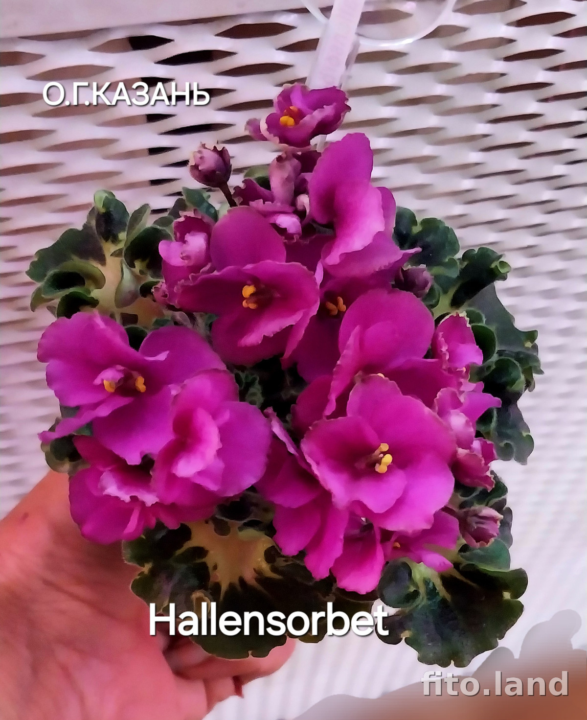 Фиалка Hallensorbet, фото