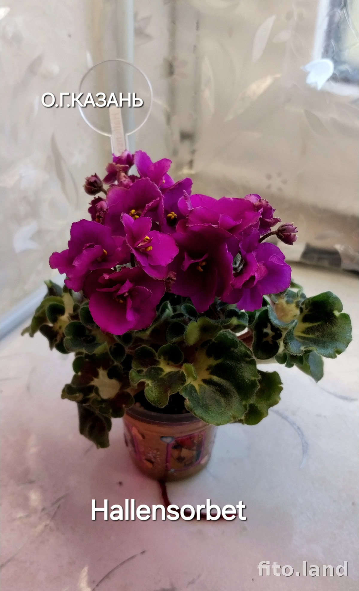 Фиалка Hallensorbet, фото