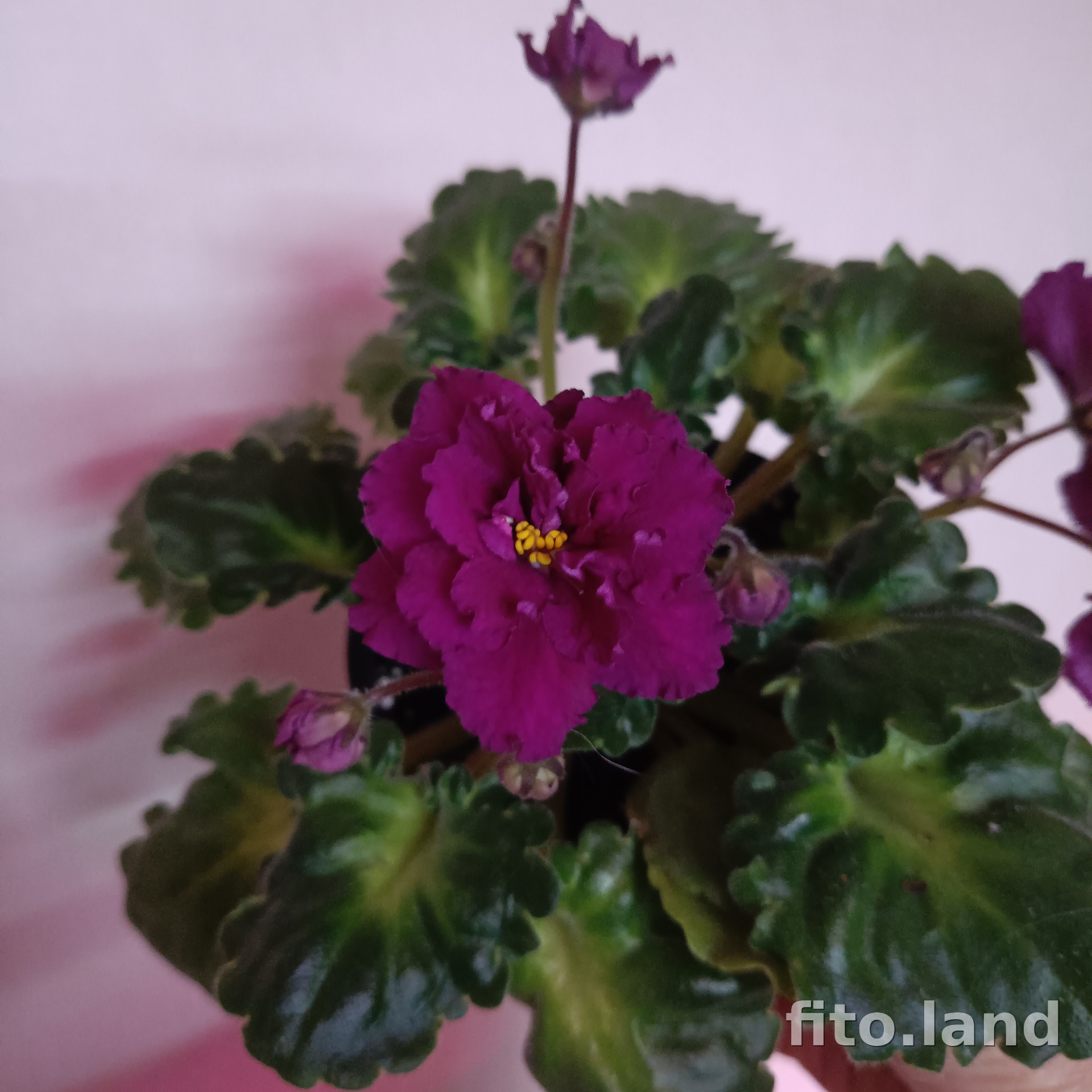 Фиалка Harmony's Frilly Girl, фото