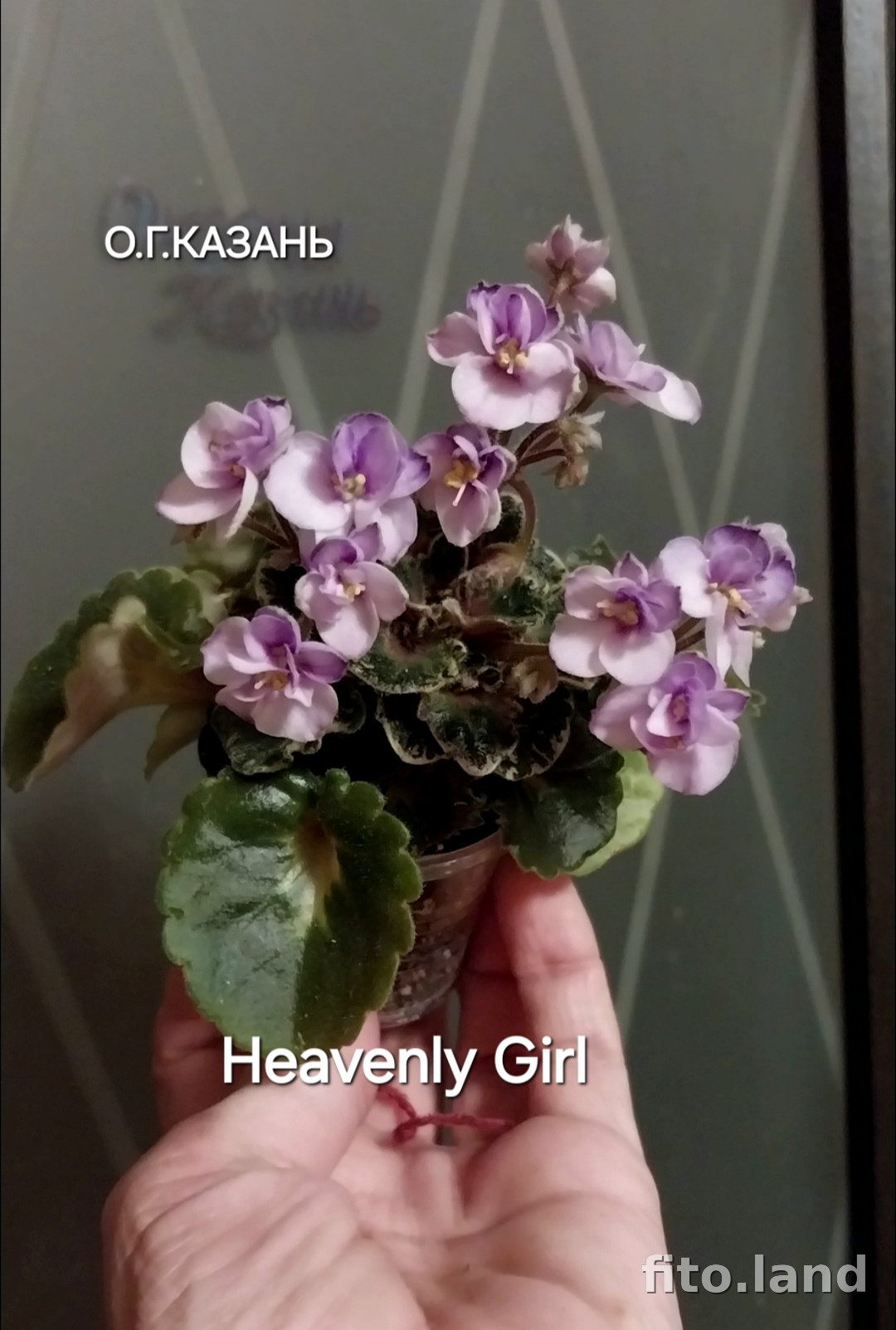 Фиалка Heavenly Girl, фото