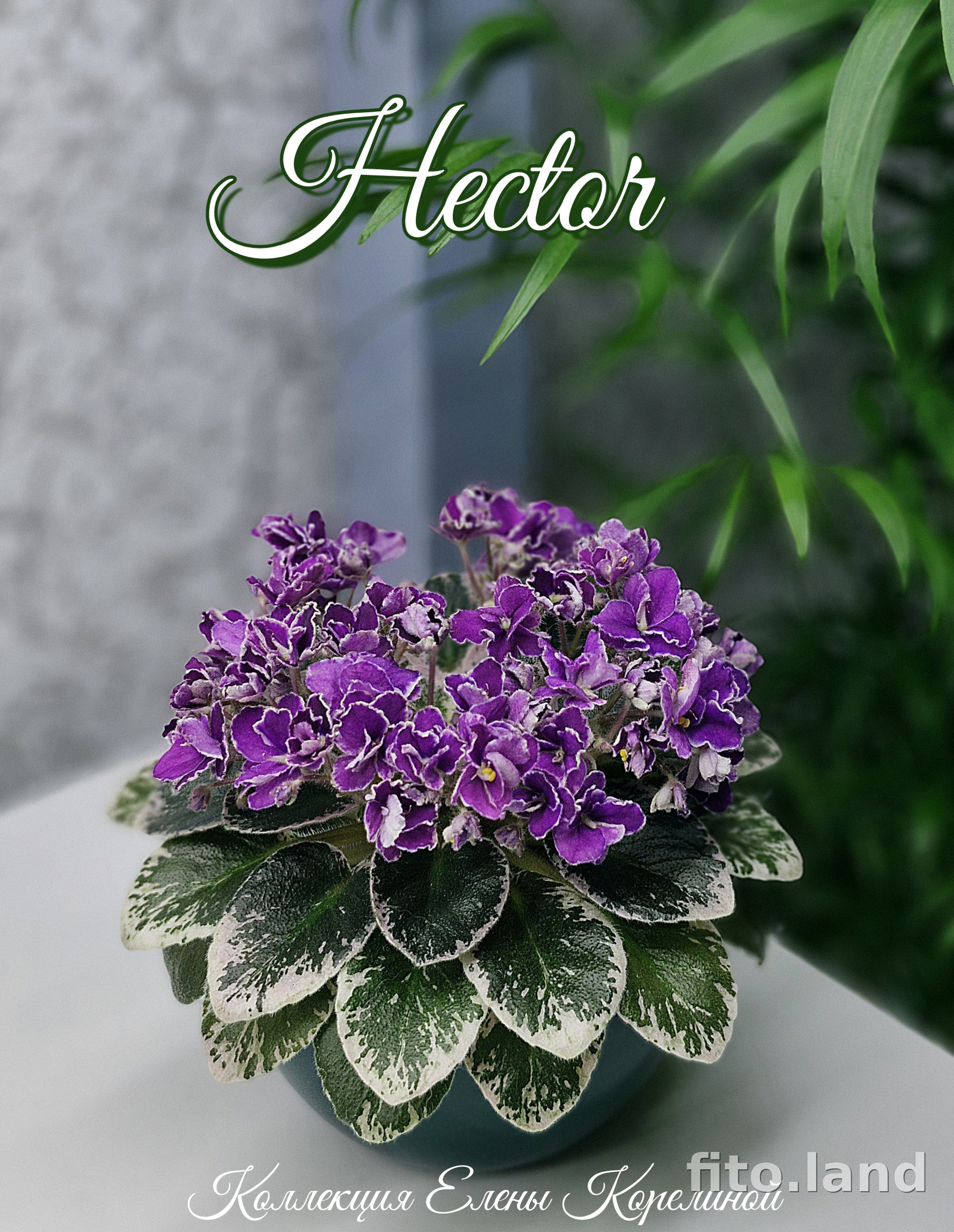 Фиалка Hector, фото