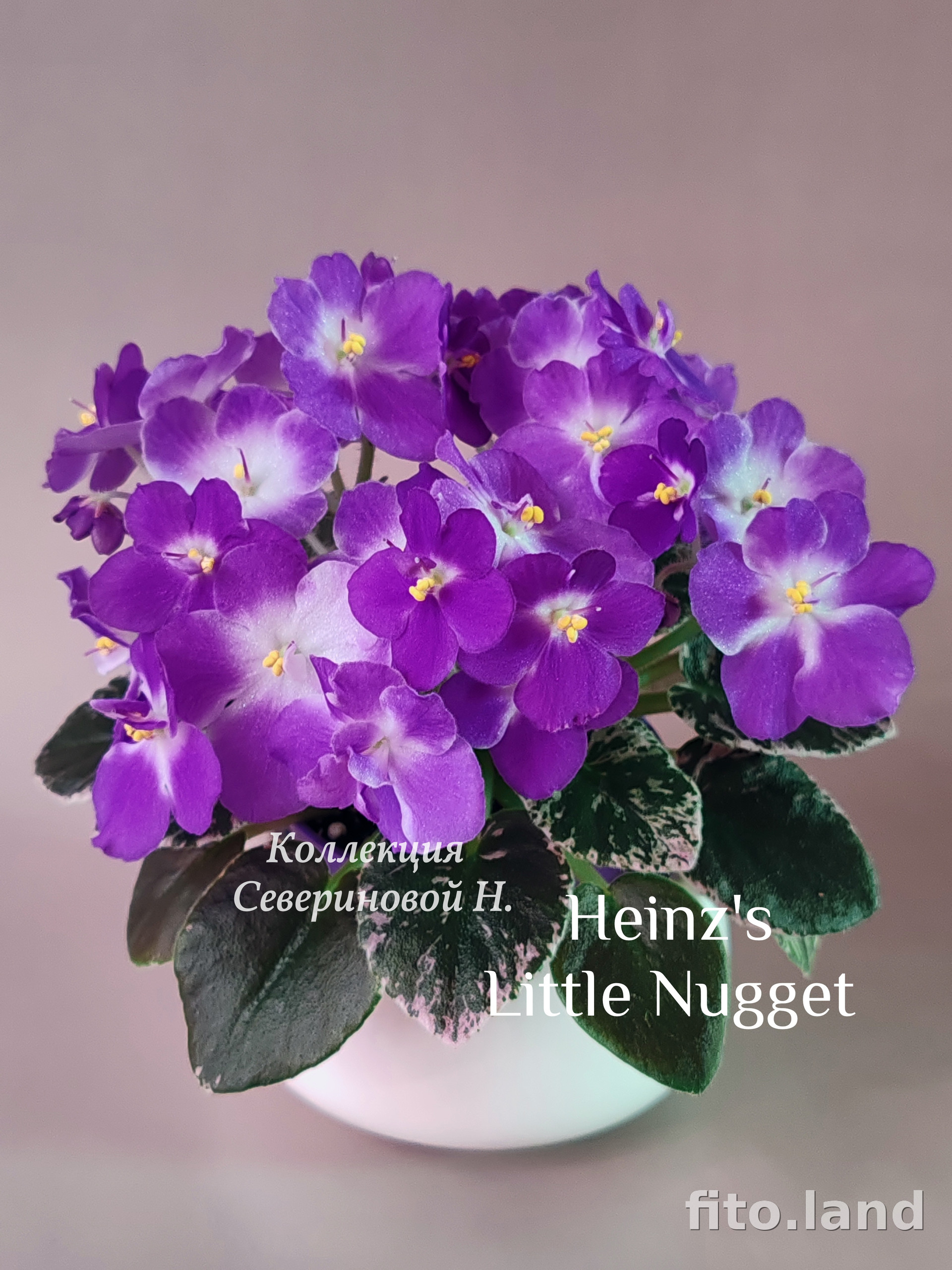 Фиалка Heinz's Little Nugget, фото