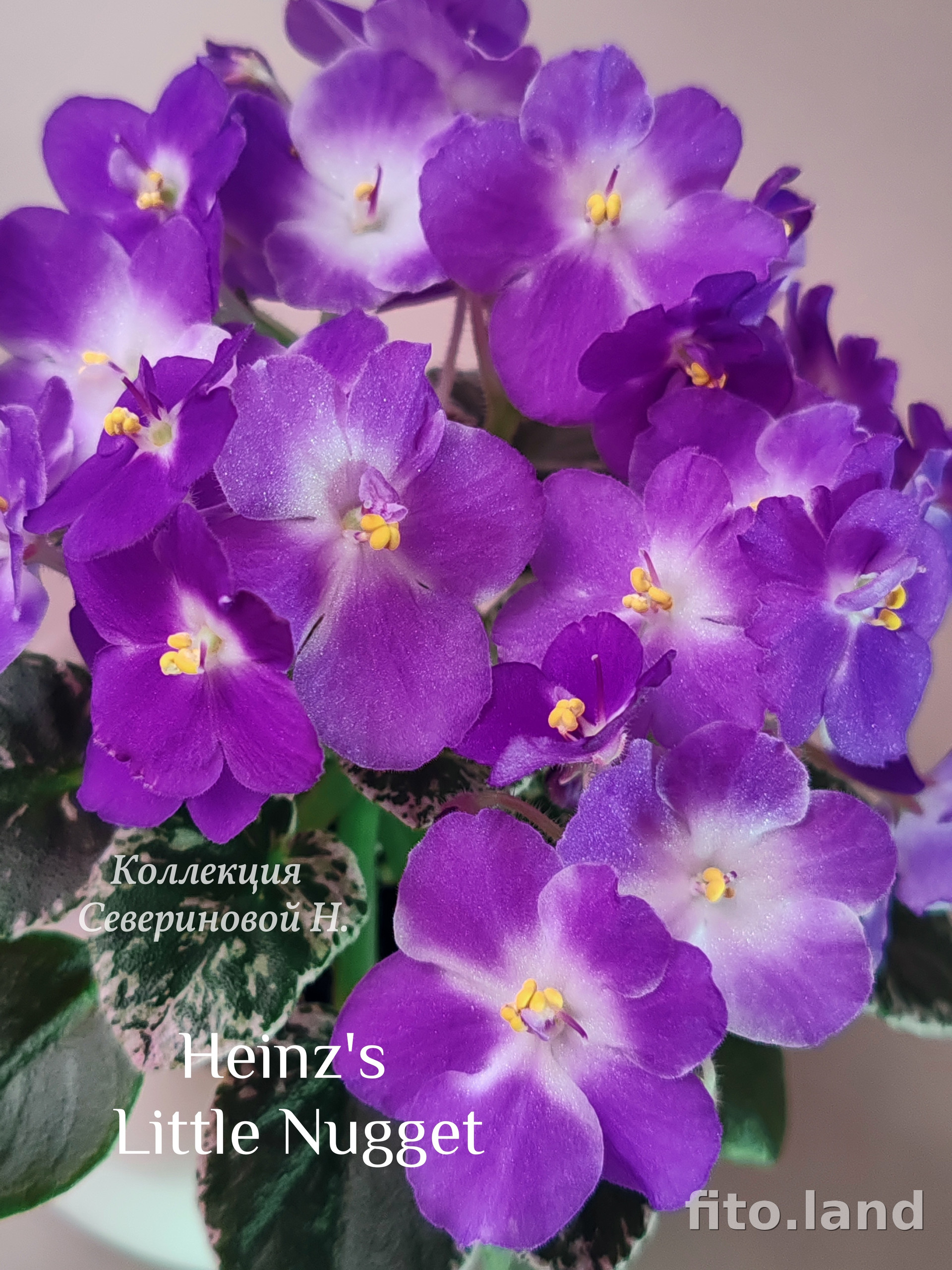 Фиалка Heinz's Little Nugget, фото