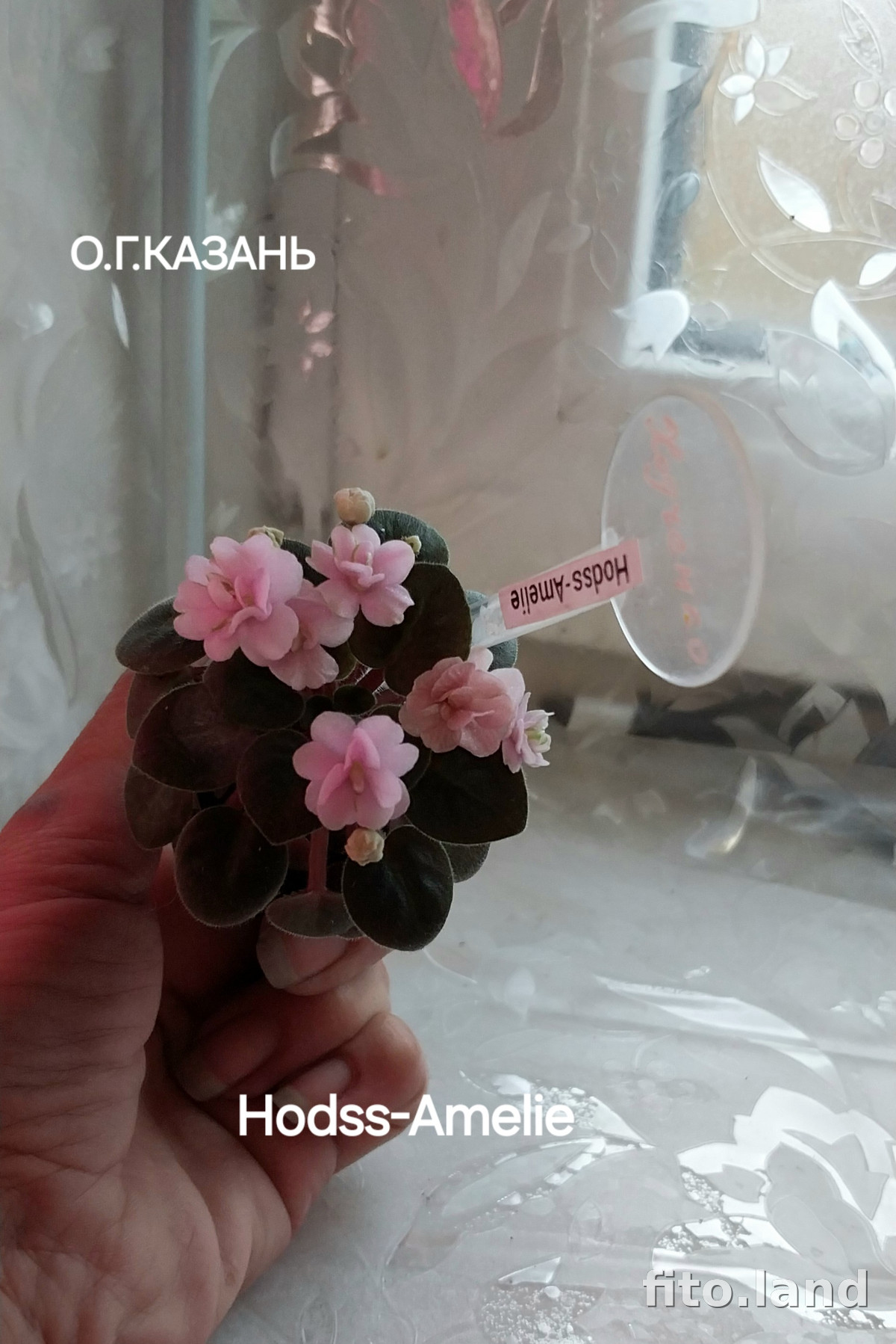 Фиалка Hodss-Amelie, фото