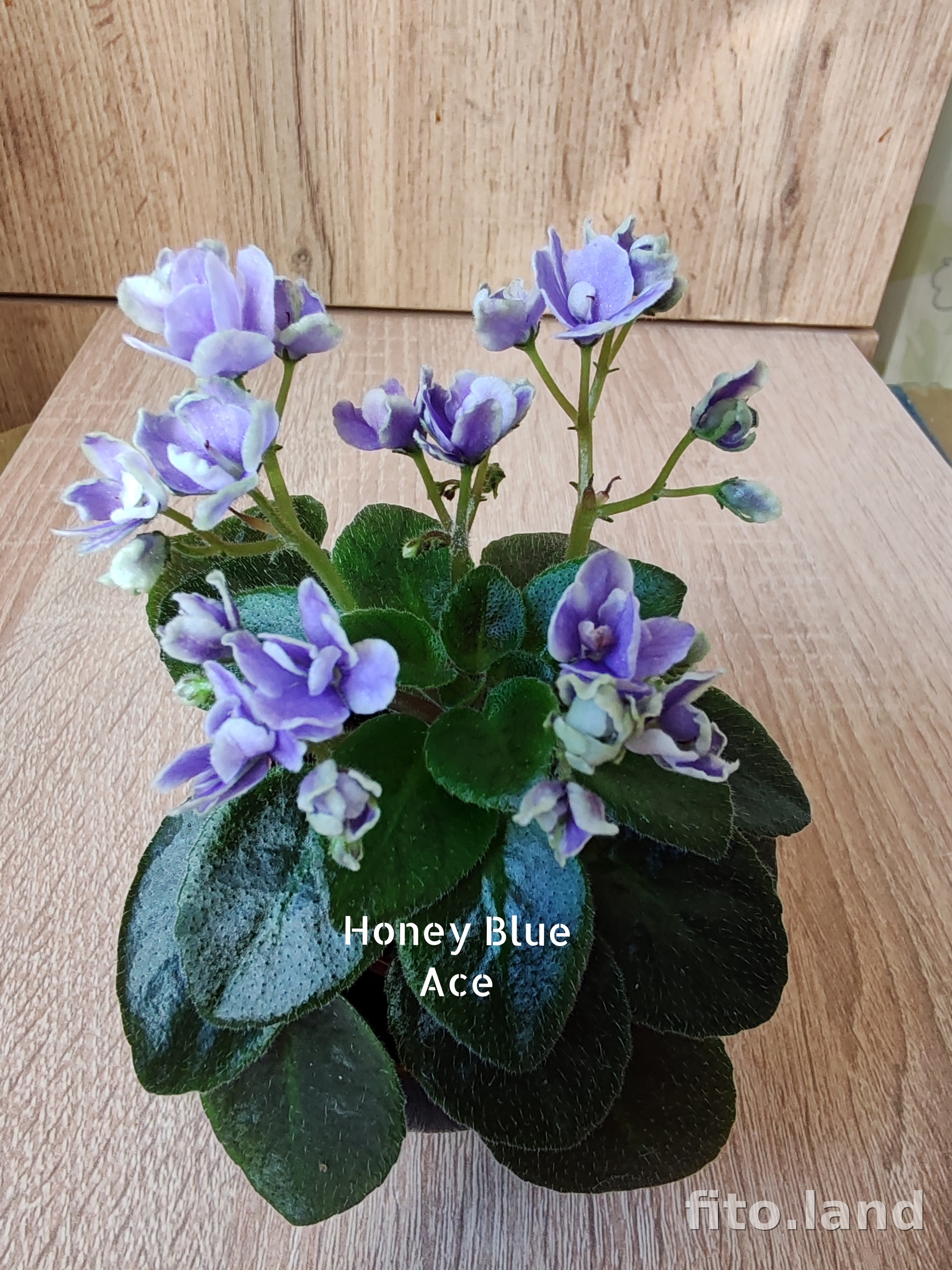 Фиалка Honey Blue Ace, фото