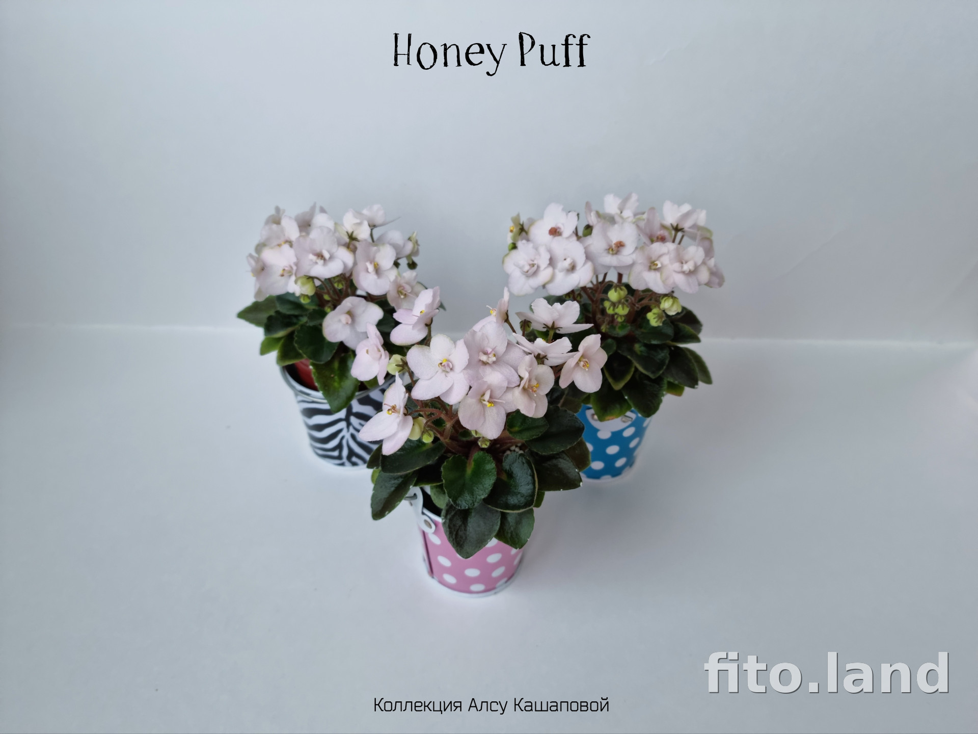 Фиалка Honey Puff, фото