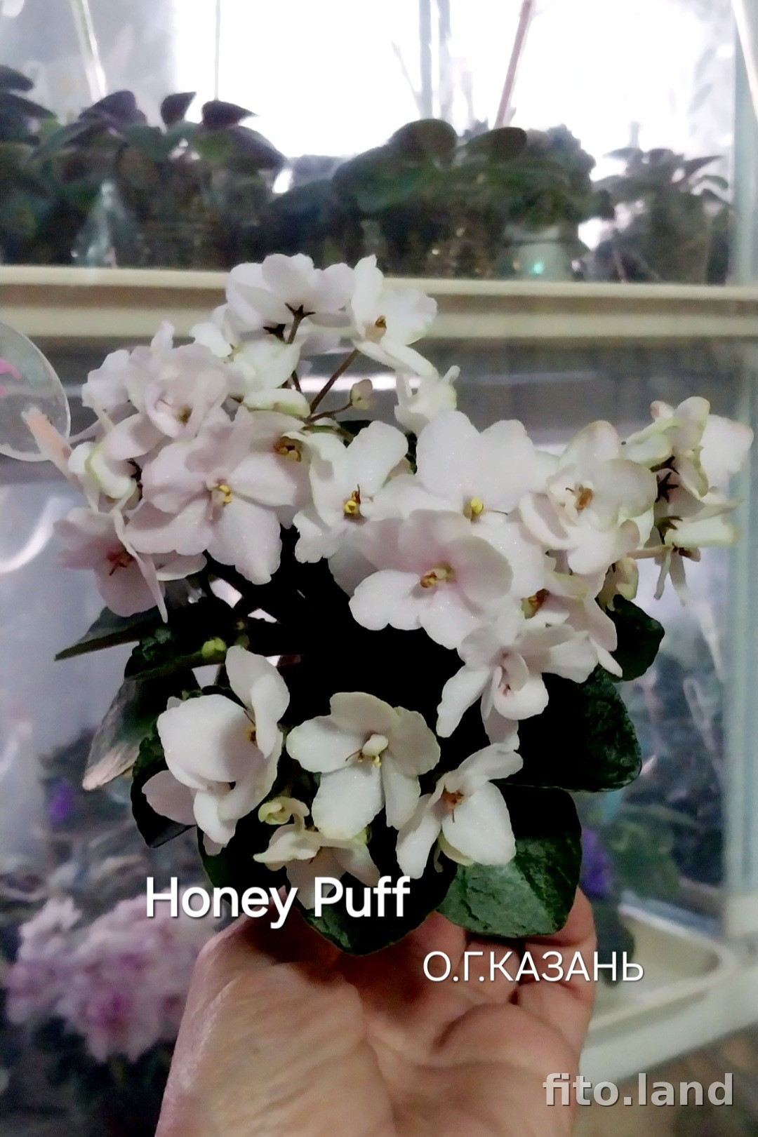 Фиалка Honey Puff, фото