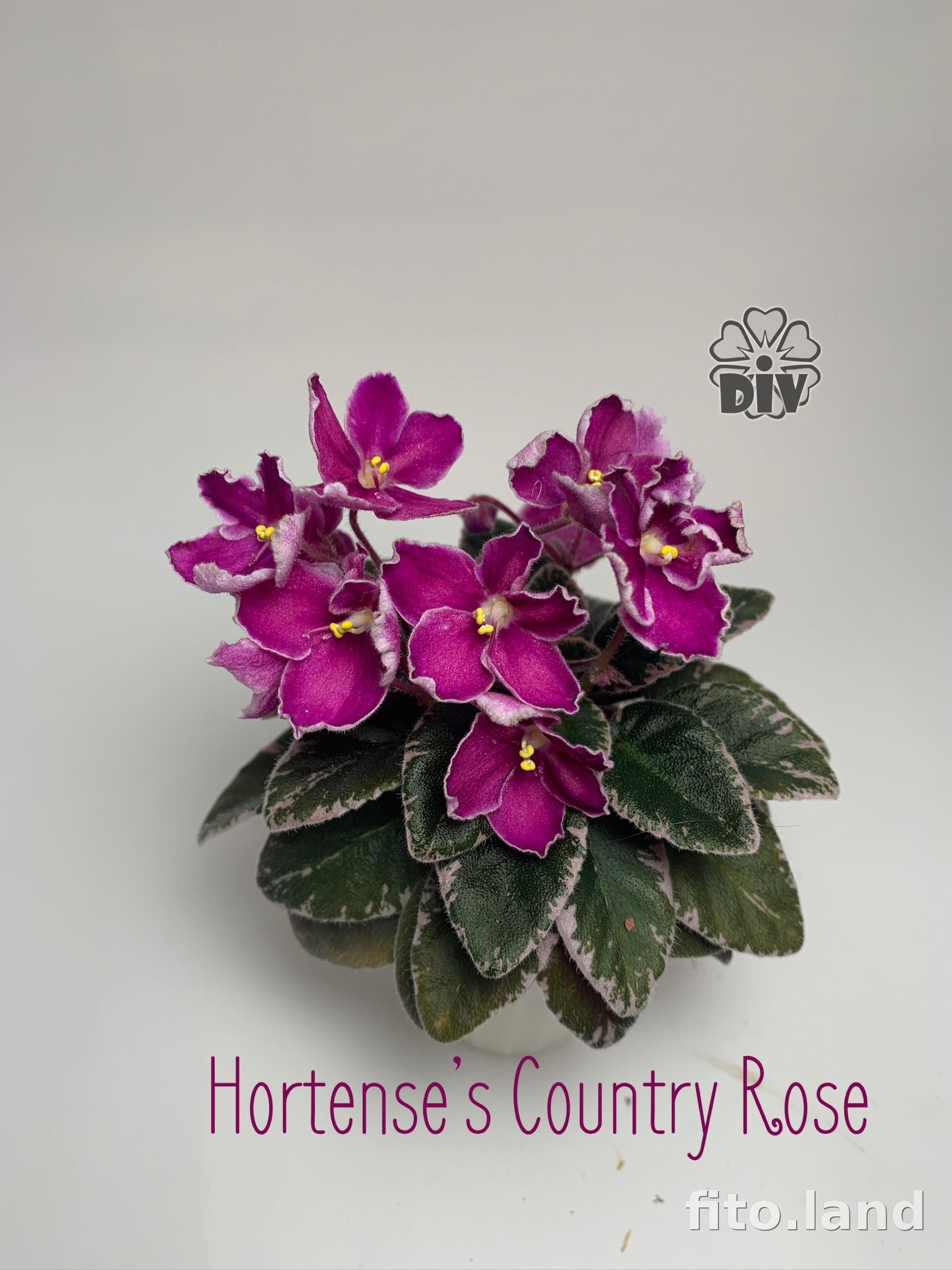 Фиалка Hortense's Country Rose, фото