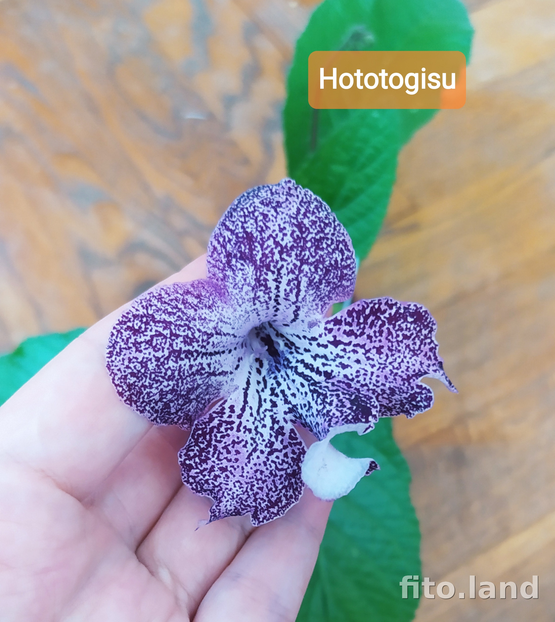 Фиалка Hototogisu, фото