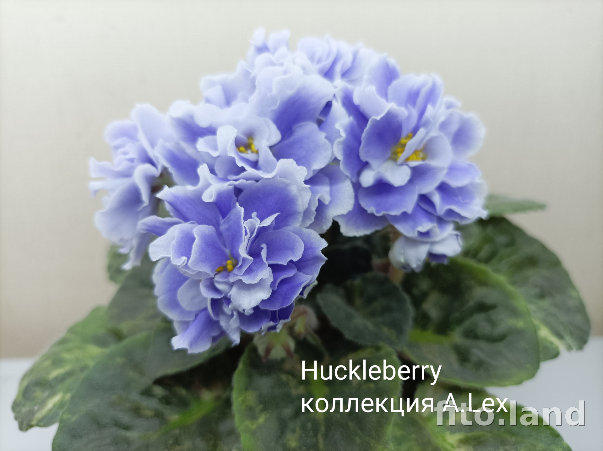 Фиалка Huckleberry, фото