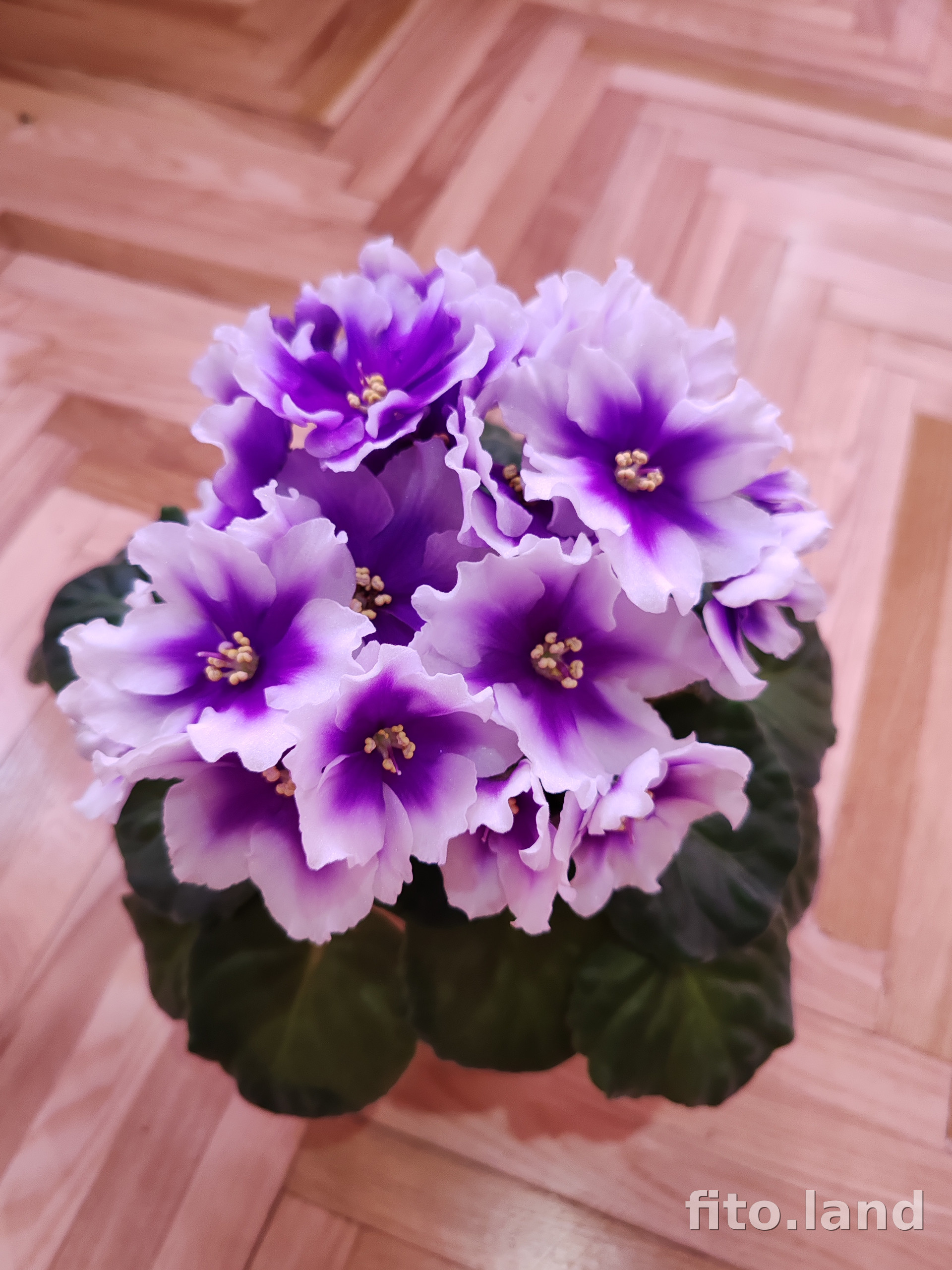 Фиалка Humako Inches, фото
