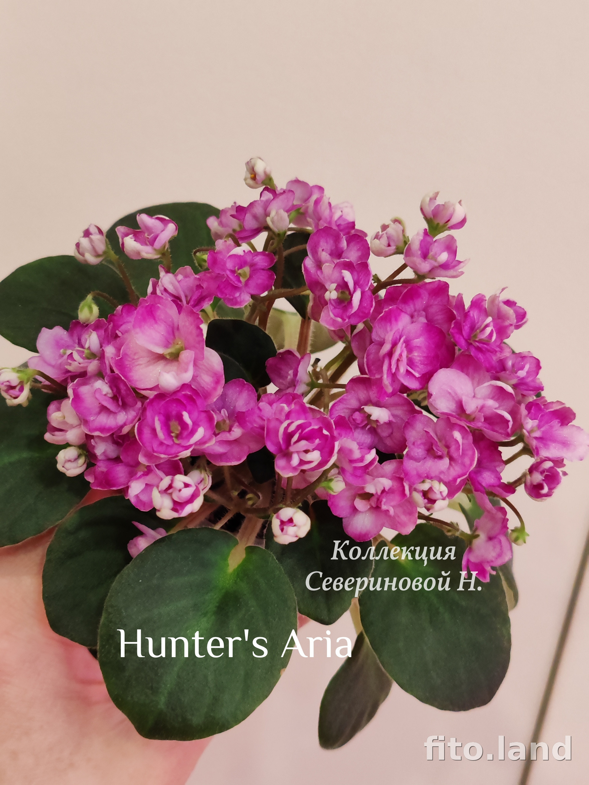 Фиалка Hunter's Aria, фото