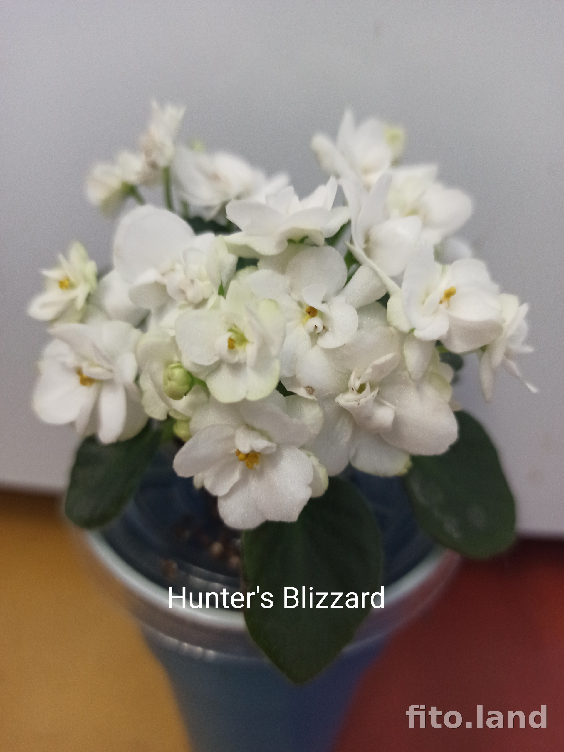 Фиалка Hunter's Blizzard, фото