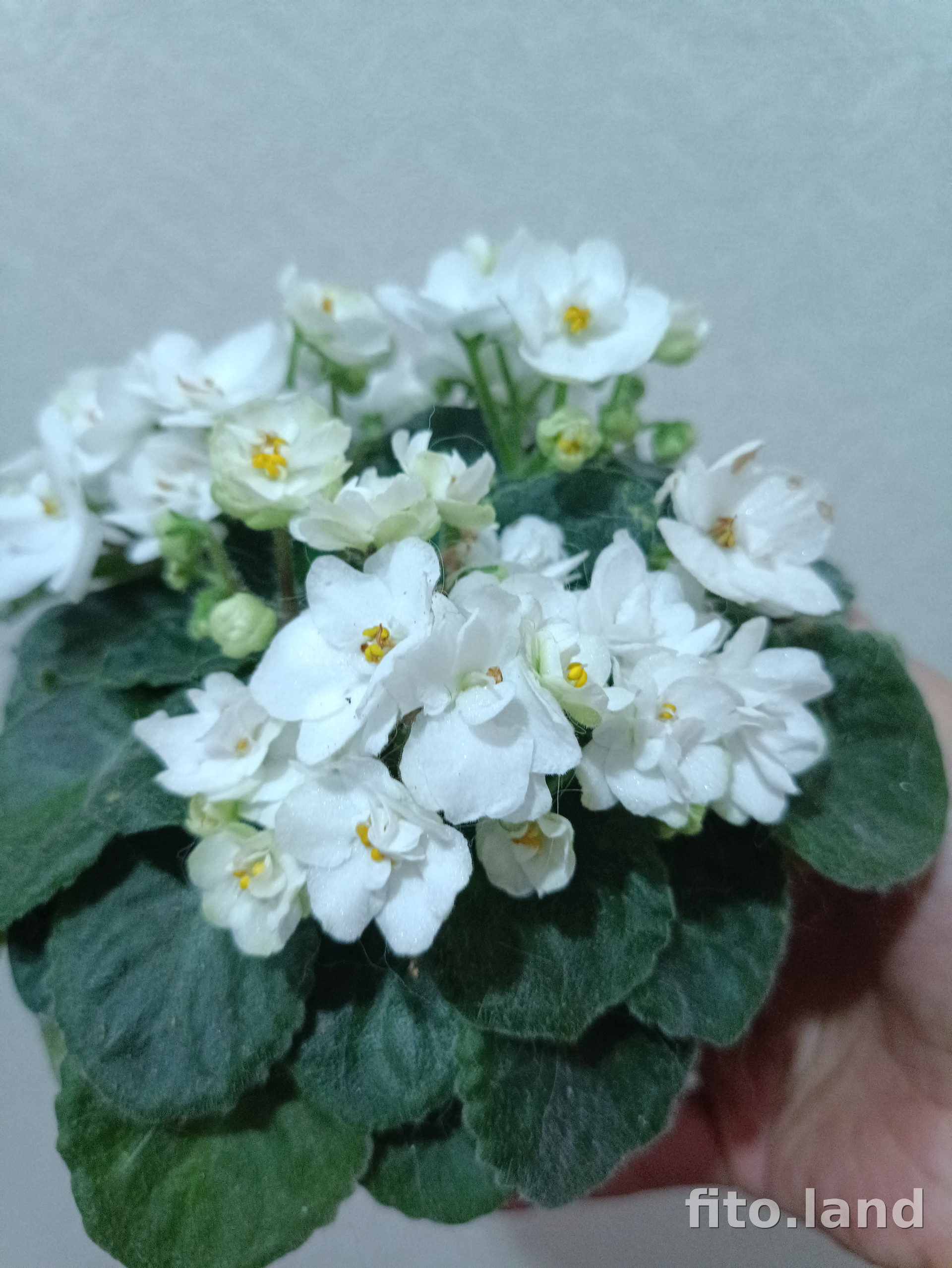 Фиалка Hunter's Blizzard, фото