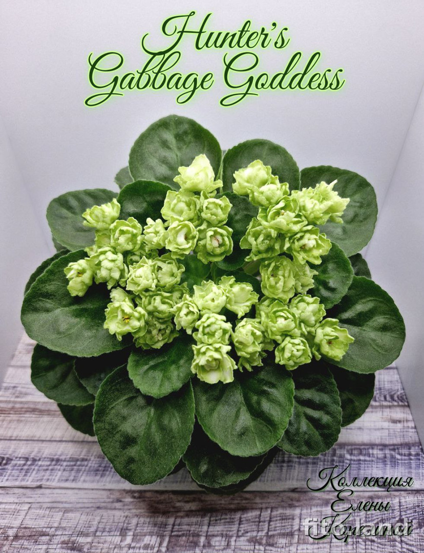 Фиалка Hunter's Cabbage Goddess, фото