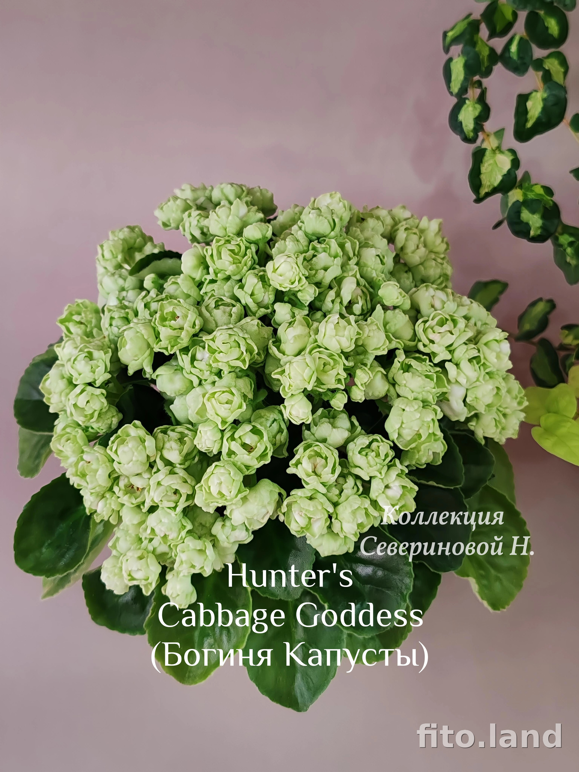 Фиалка Hunter's Cabbage Goddess, фото