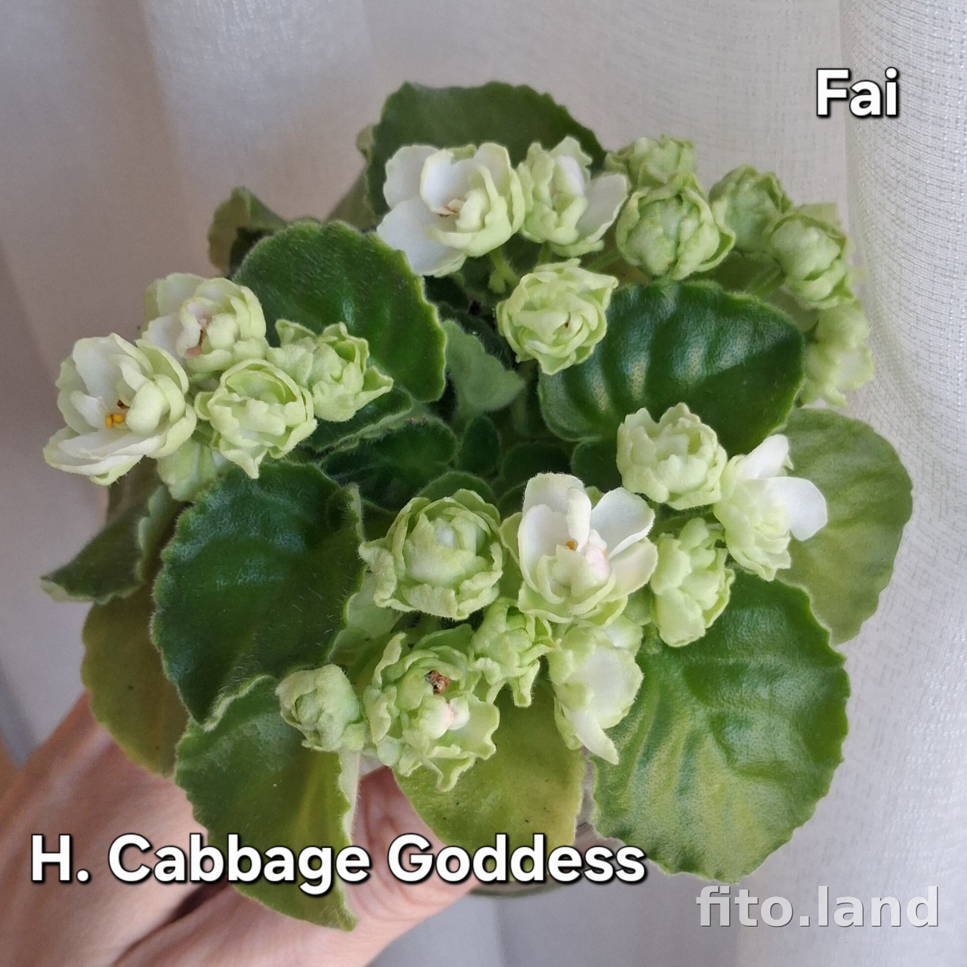 Фиалка Hunter's Cabbage Goddess, фото
