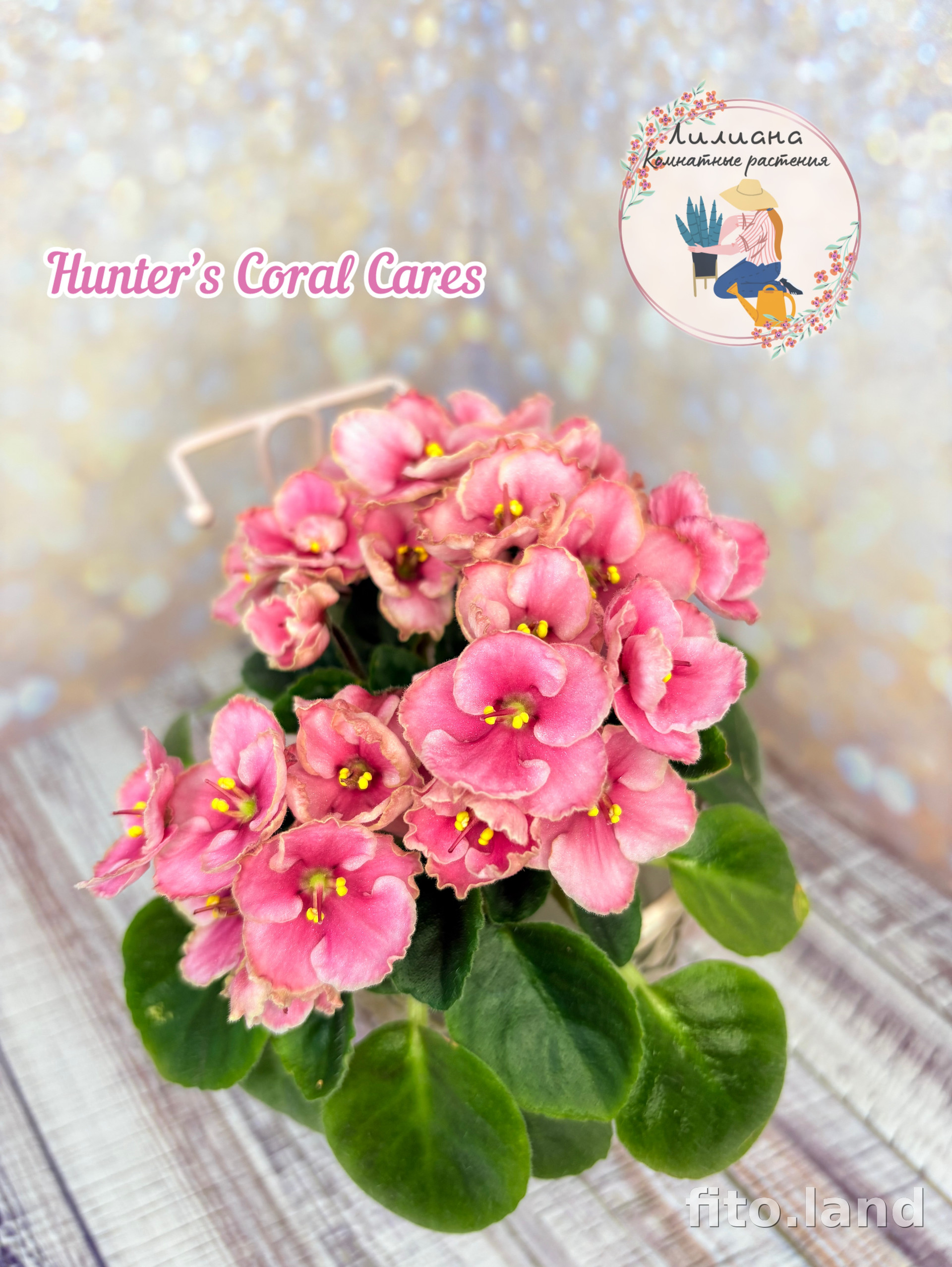 Фиалка Hunter's Coral Cares, фото