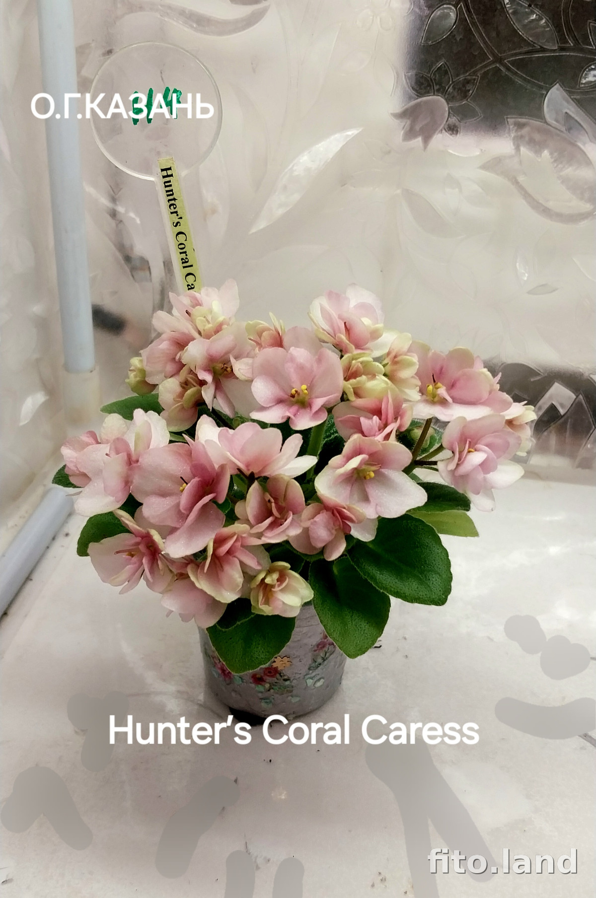 Фиалка Hunter's Coral Cares, фото