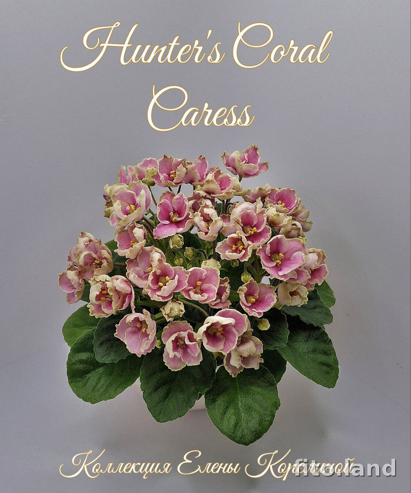 Фиалка Hunter's Coral Cares, фото
