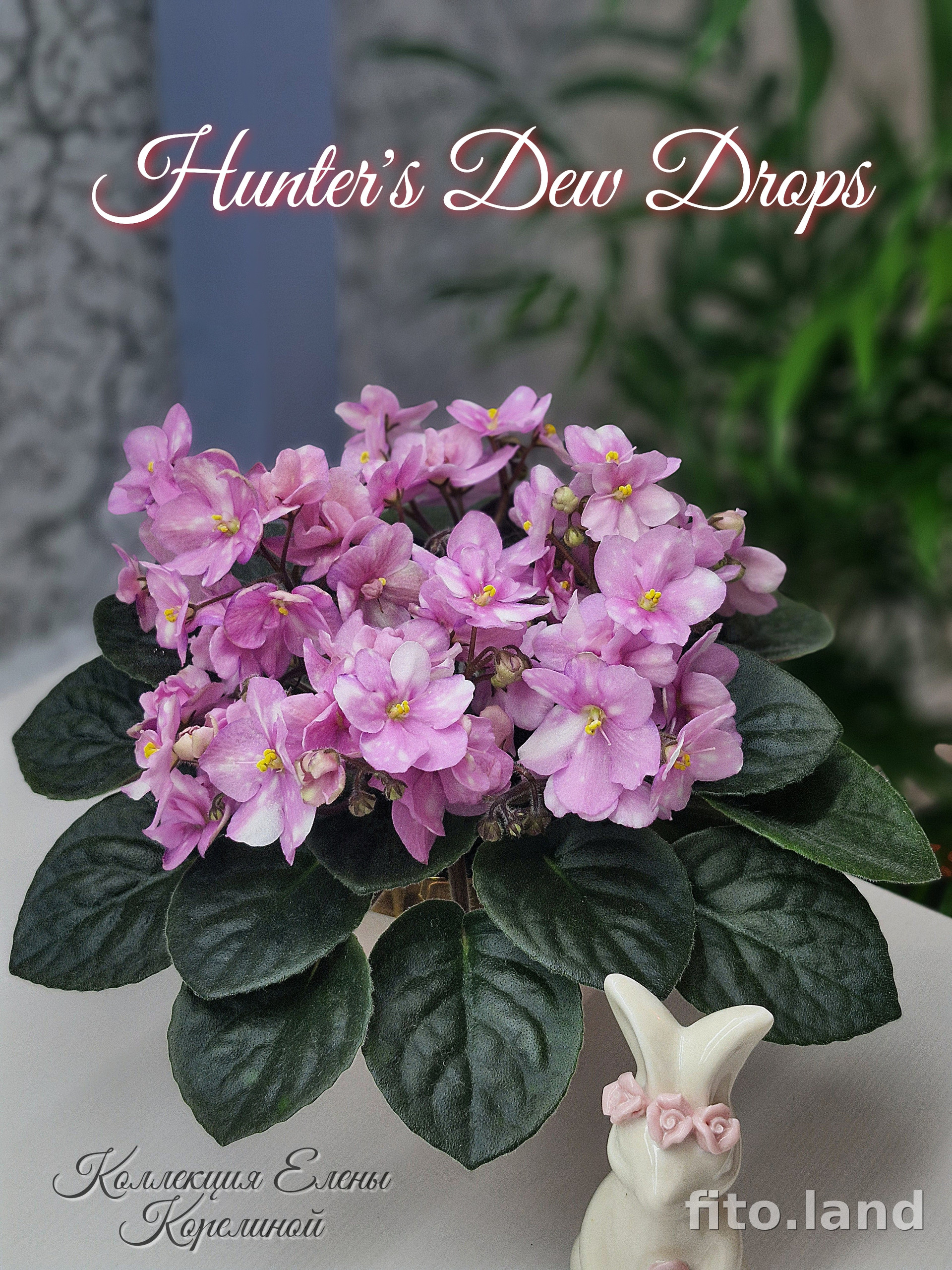 Фиалка Hunter's Dew Drops, фото