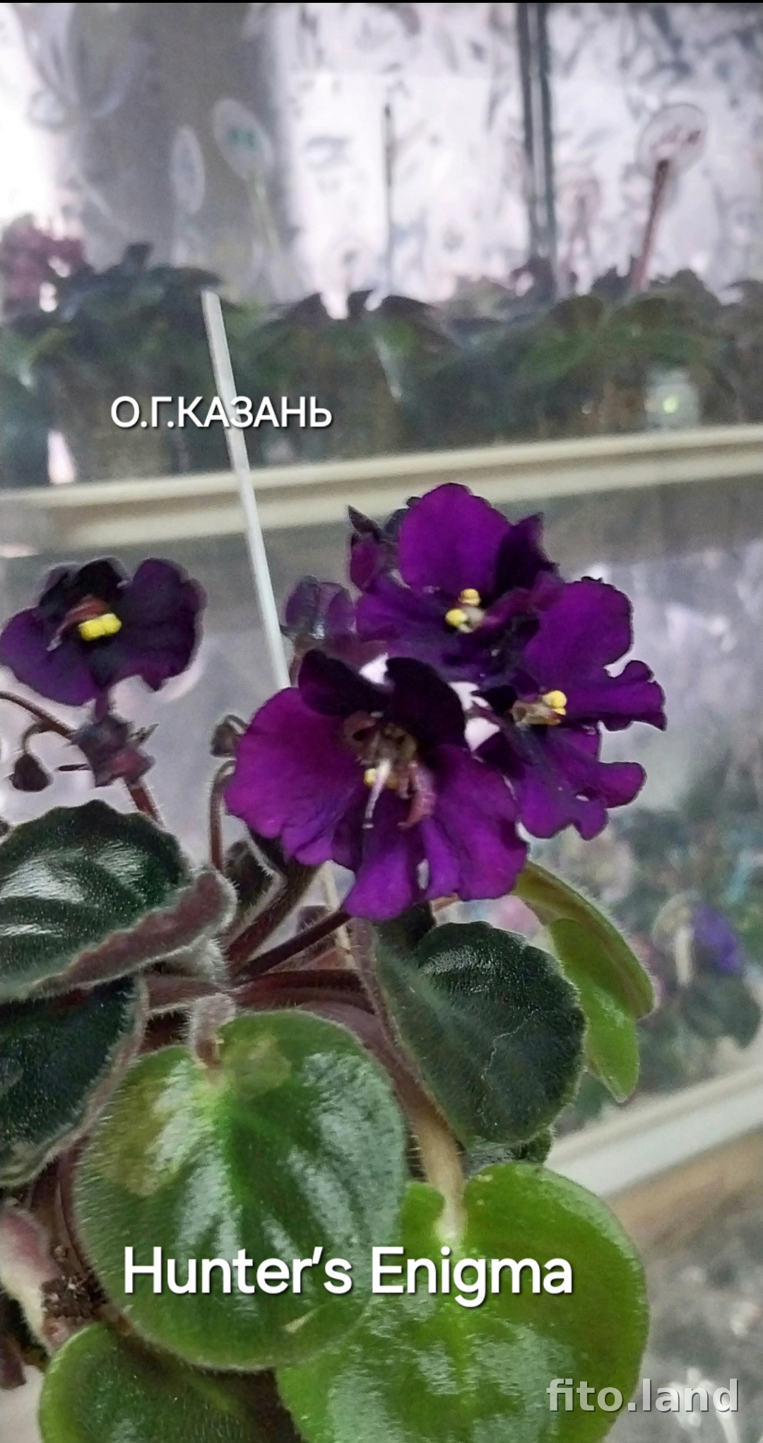 Фиалка Hunter's Enigma, фото