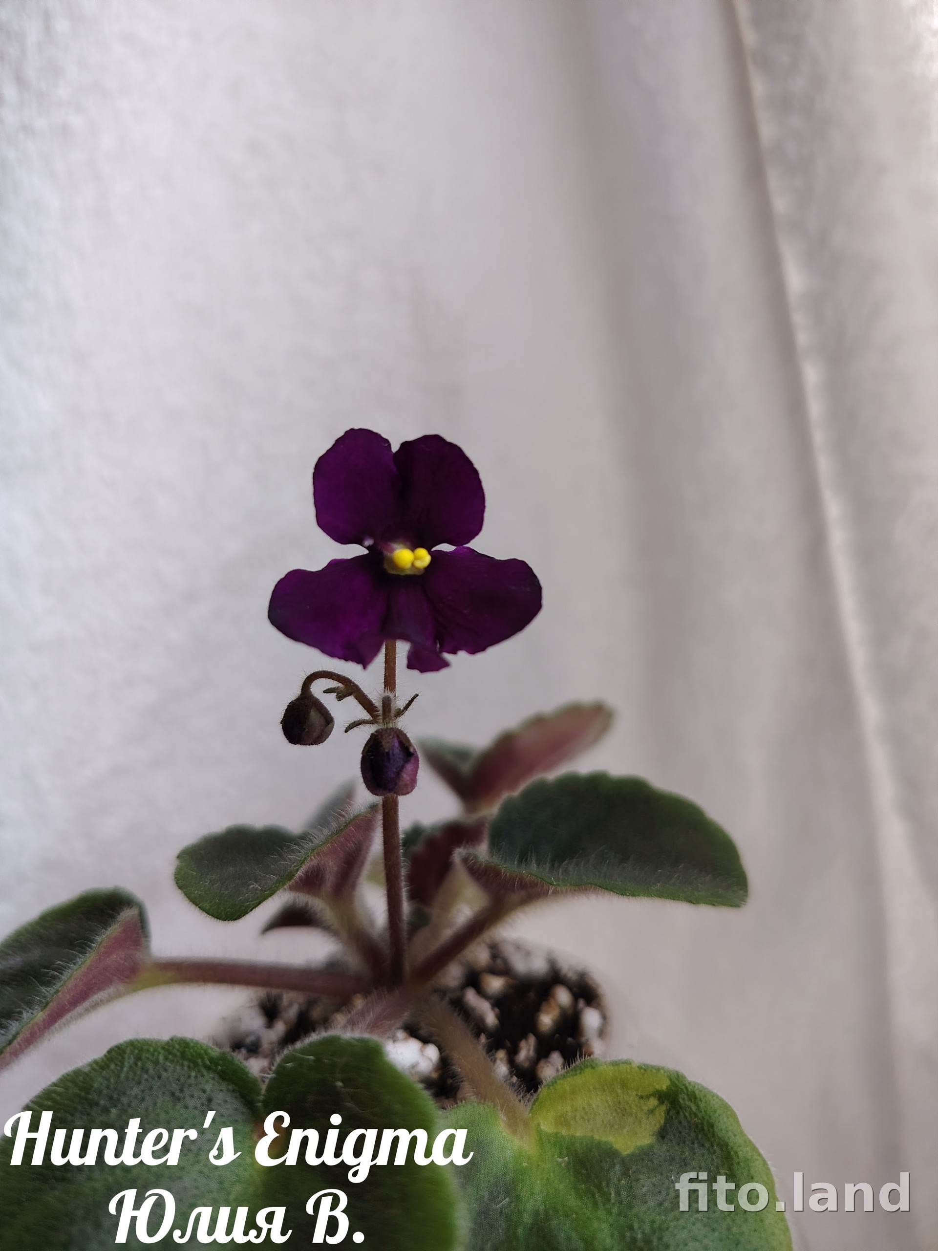 Фиалка Hunter's Enigma, фото