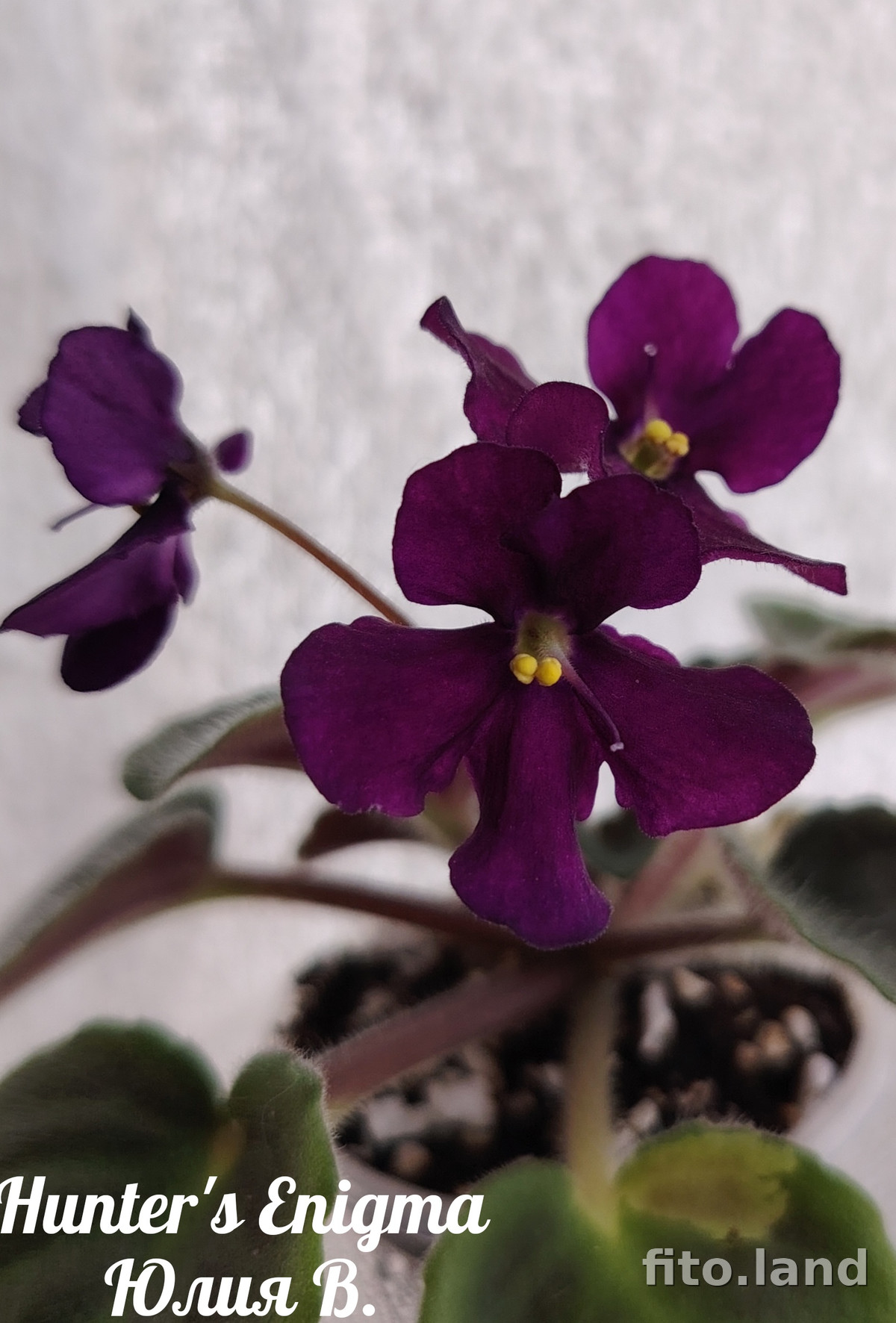 Фиалка Hunter's Enigma, фото