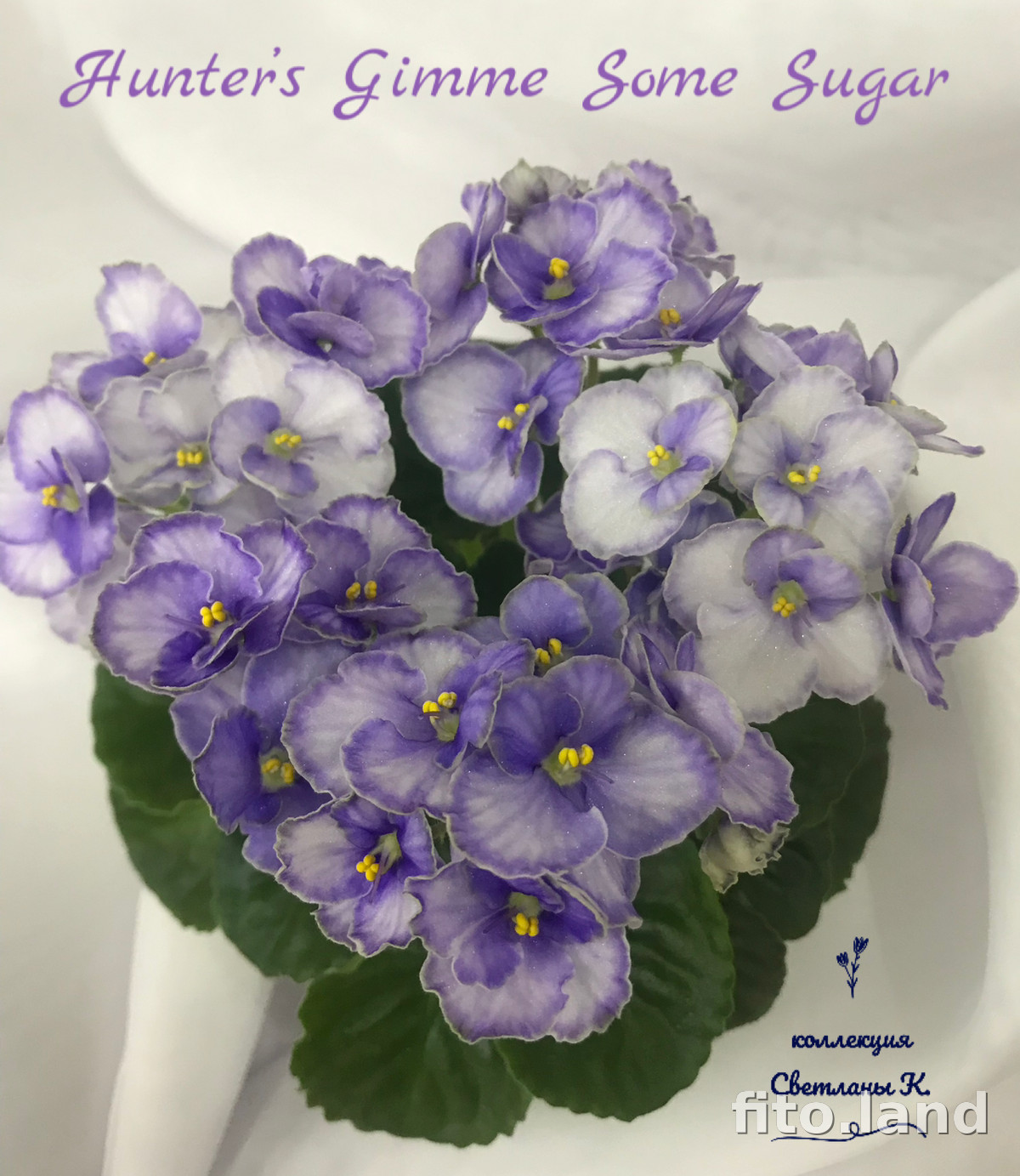 Фиалка Hunter's Gimme Some Sugar, фото