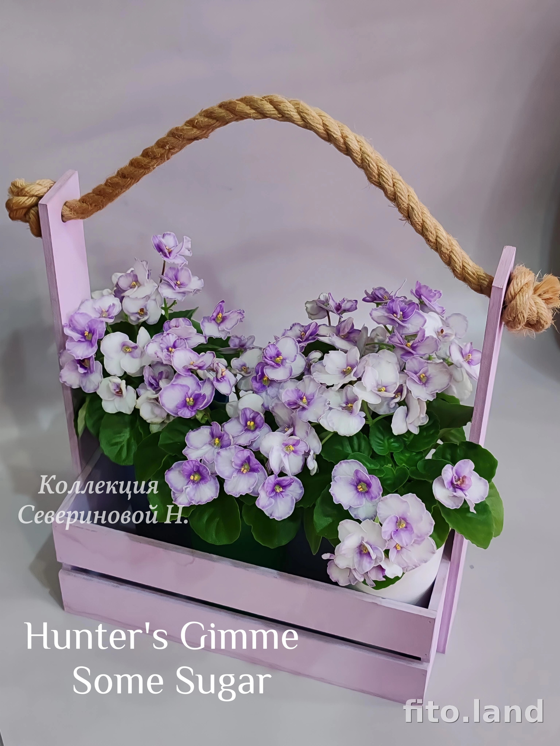 Фиалка Hunter's Gimme Some Sugar, фото