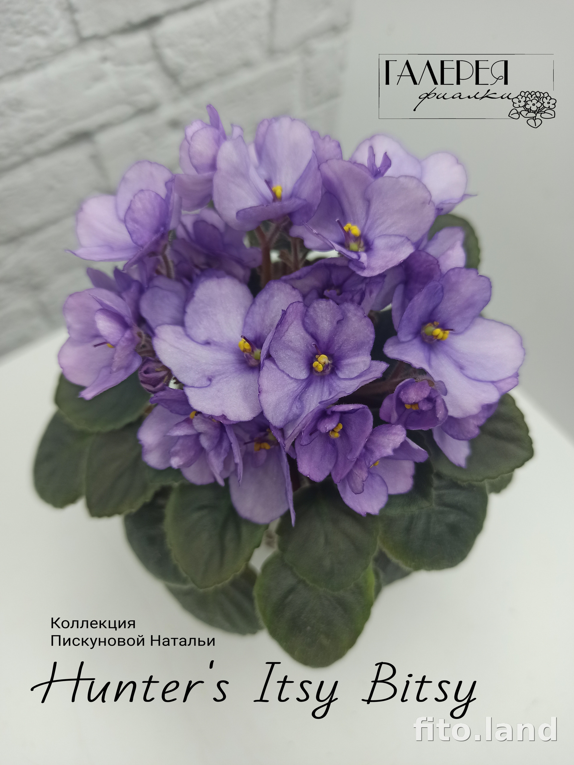 Фиалка Hunter's Itsy Bitsy, фото