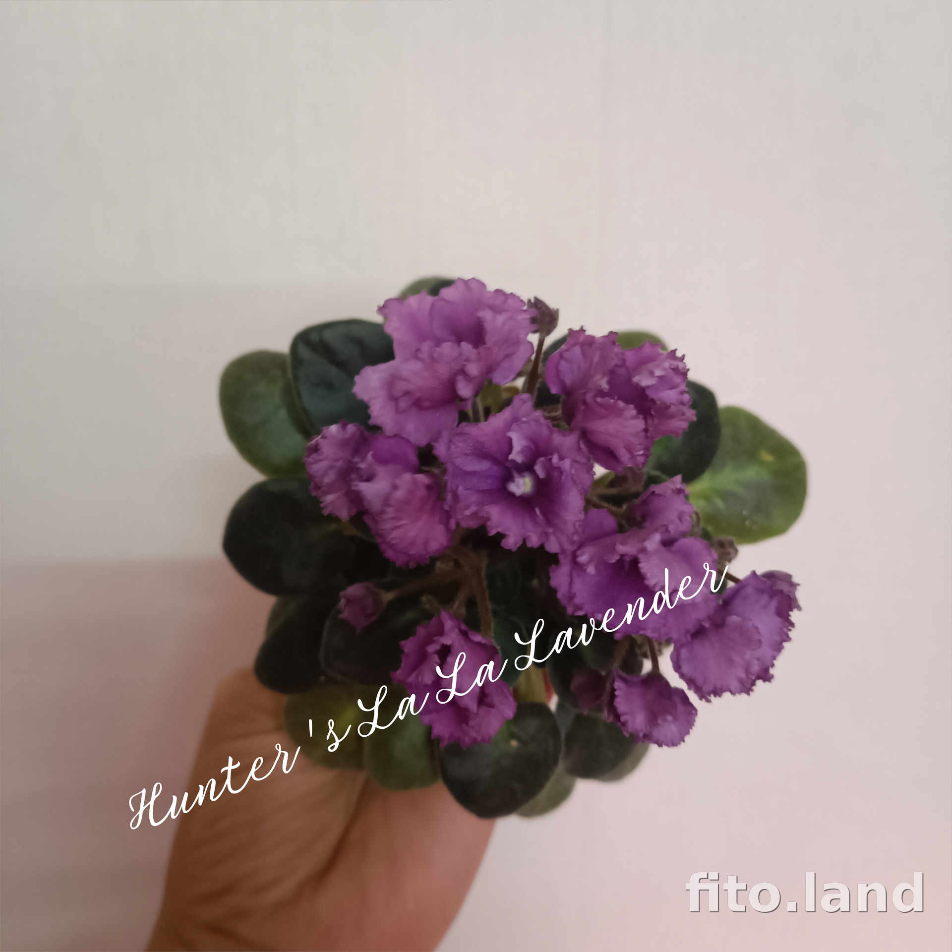 Фиалка Hunter's La La Lavender, фото