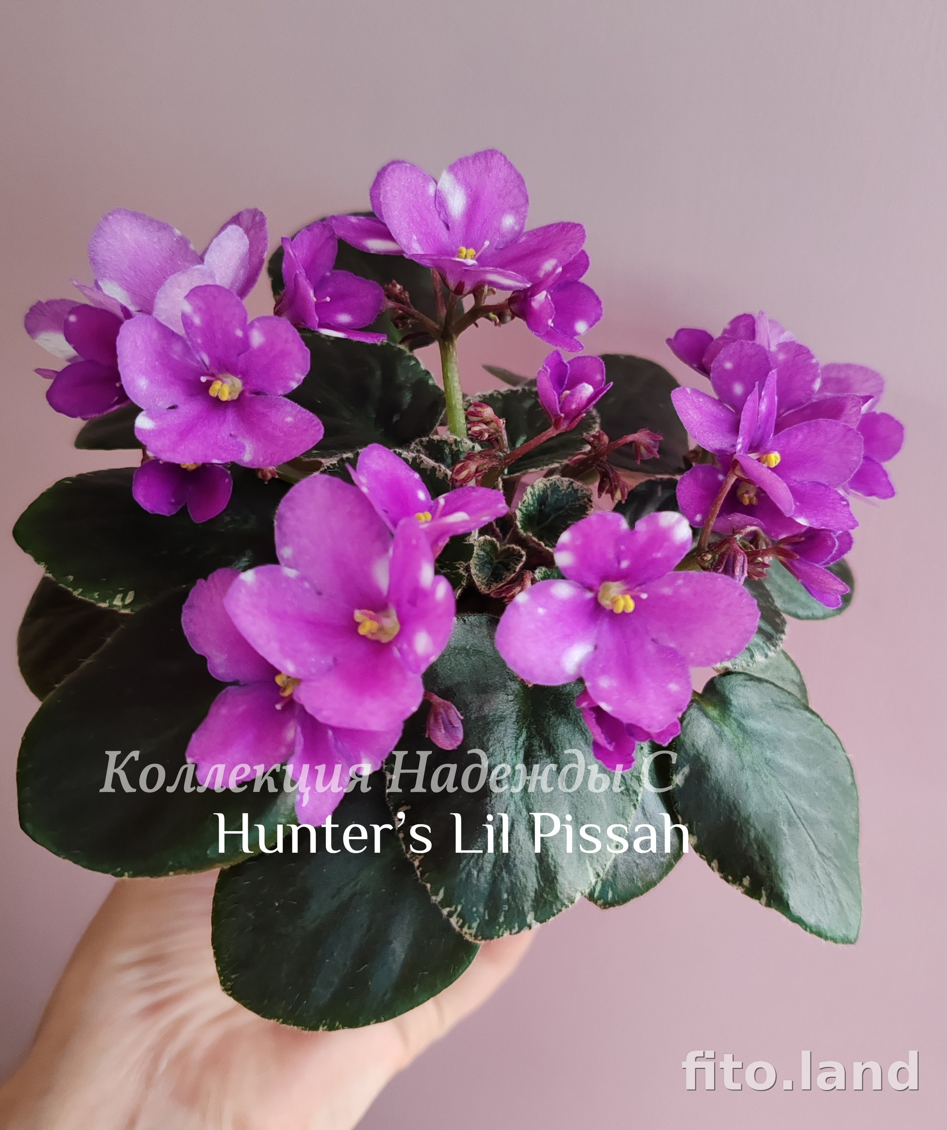 Фиалка Hunter’s Lil Pissah, фото