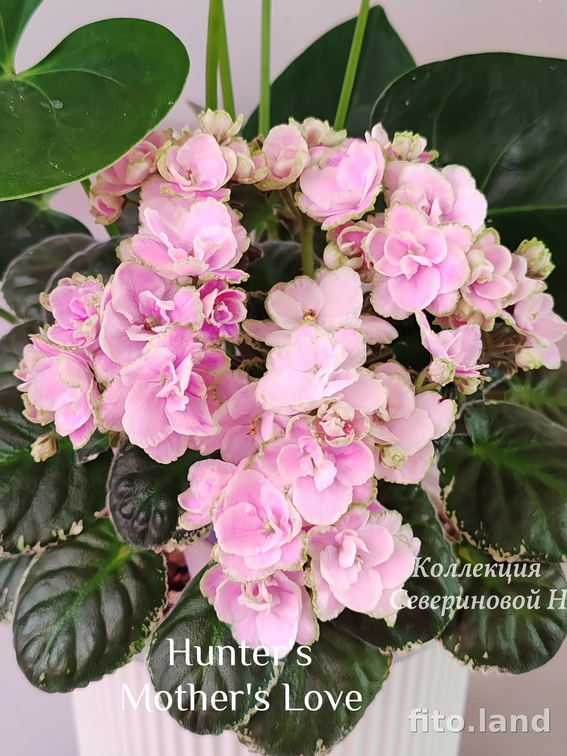 Фиалка Hunter's Mother's Love, фото
