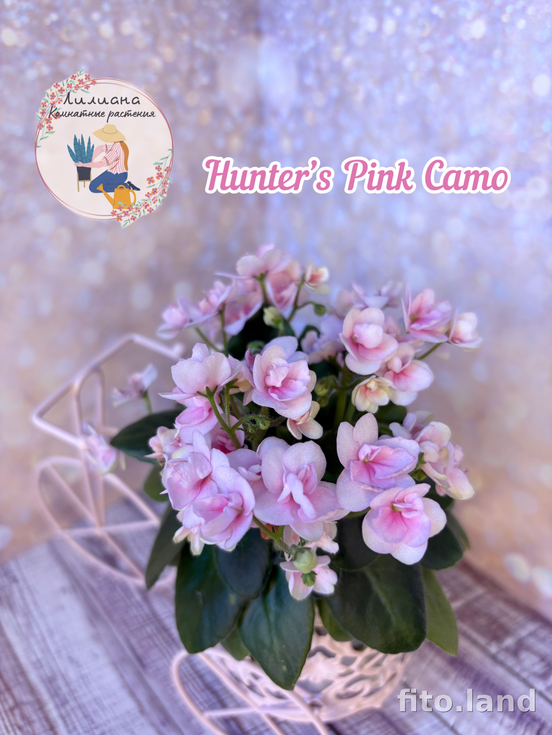 Фиалка Hunter's Pink Camo, фото