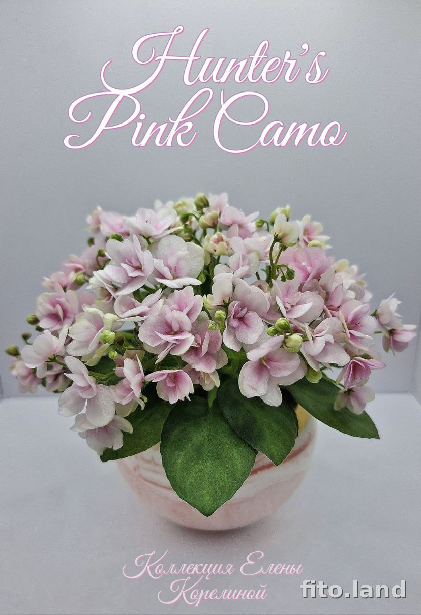 Фиалка Hunter's Pink Camo, фото