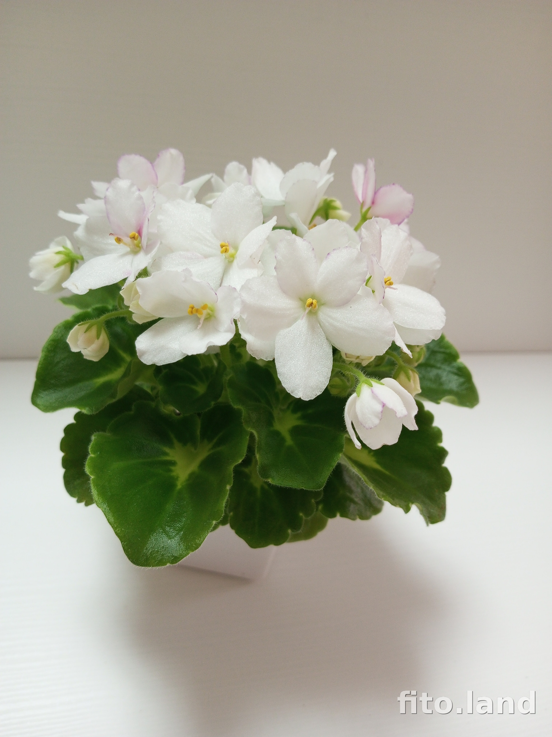 Фиалка Hunter’s Snow Bunny, фото