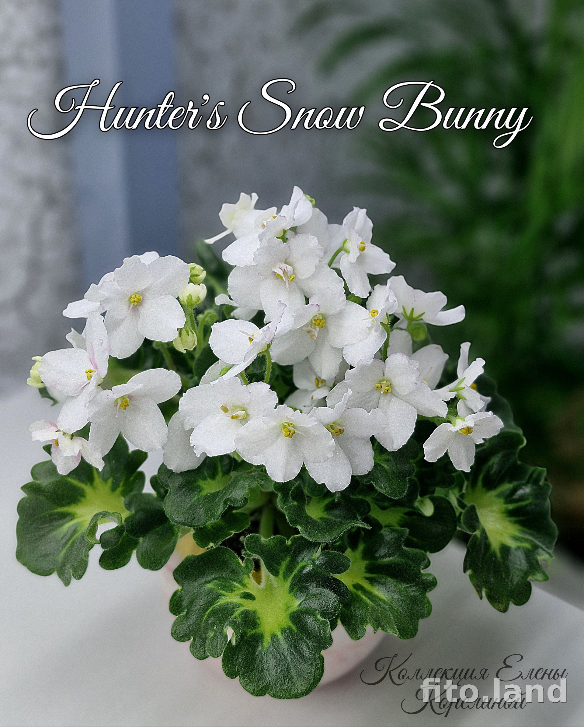 Фиалка Hunter’s Snow Bunny, фото