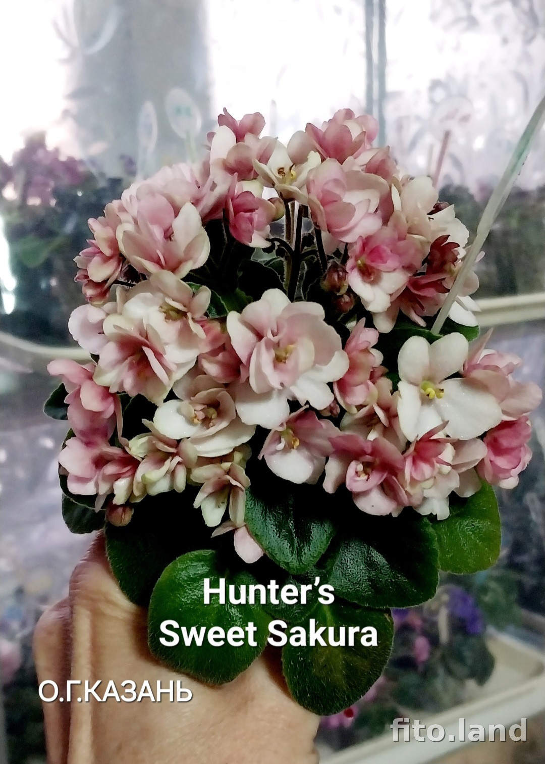 Violet Hunter's Sweet Sakura, photo