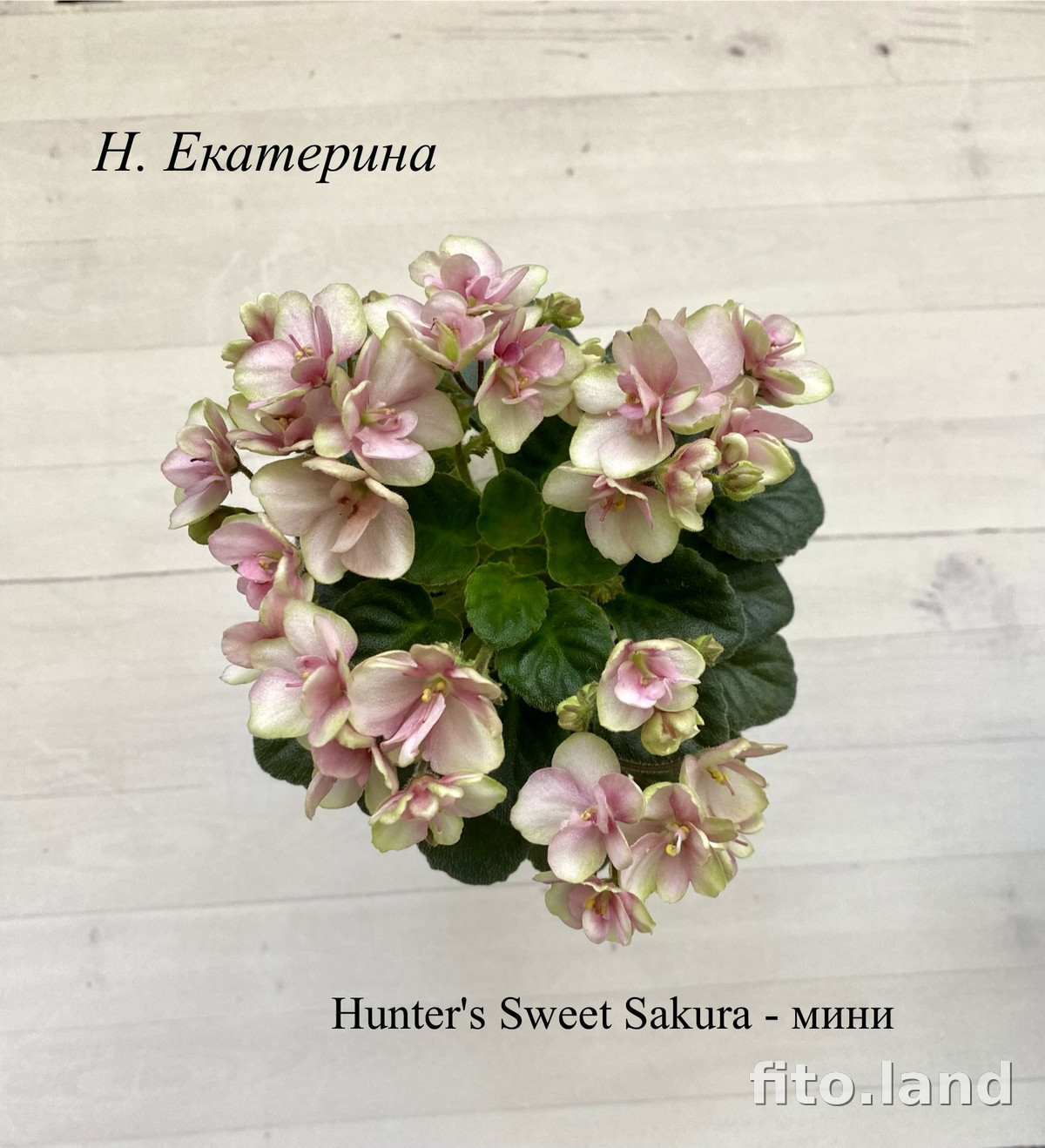 Фиалка Hunter's Sweet Sakura, фото