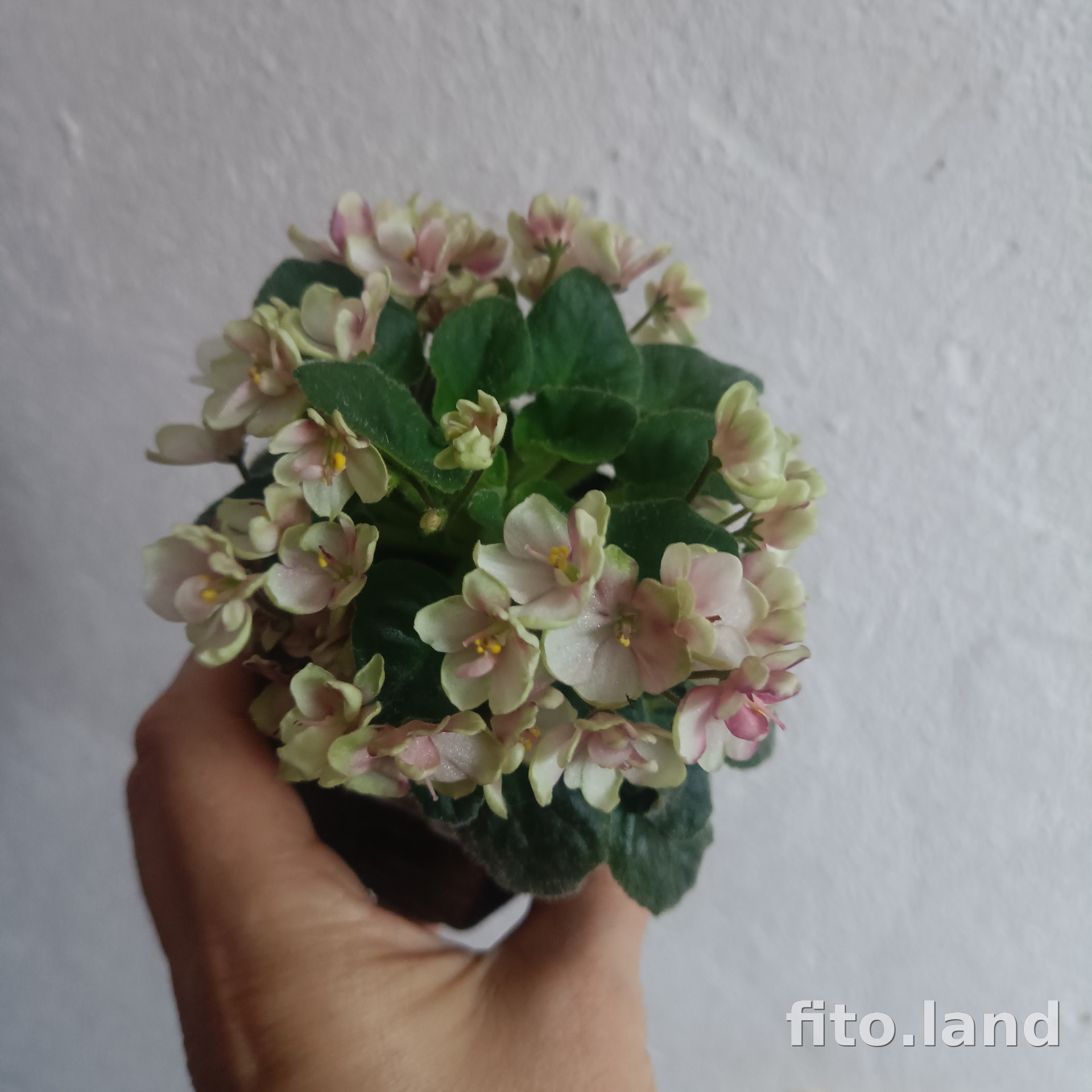 Фиалка Hunter's Sweet Sakura, фото