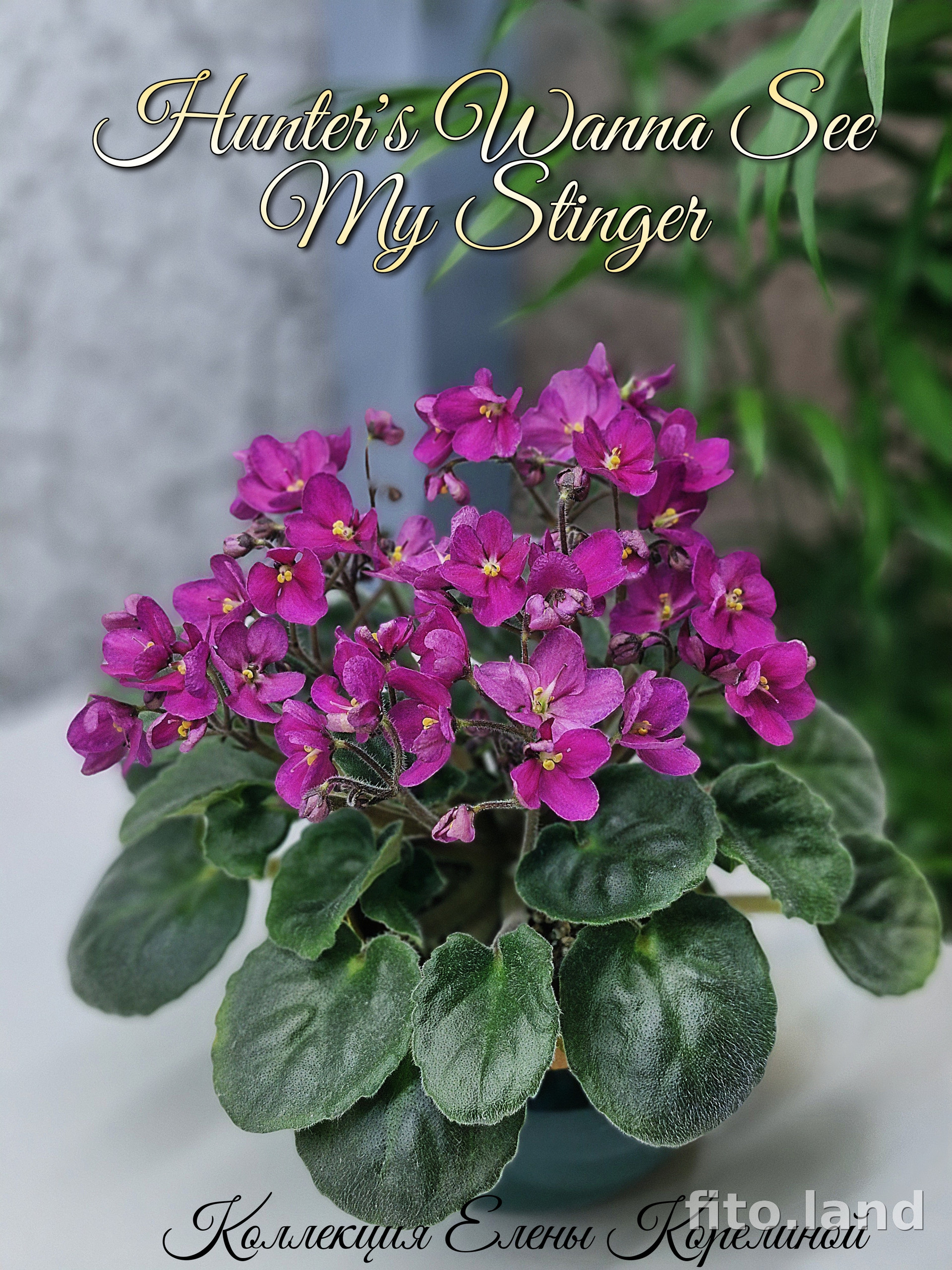 Фиалка Hunter’s Wanna See My Stinger, фото