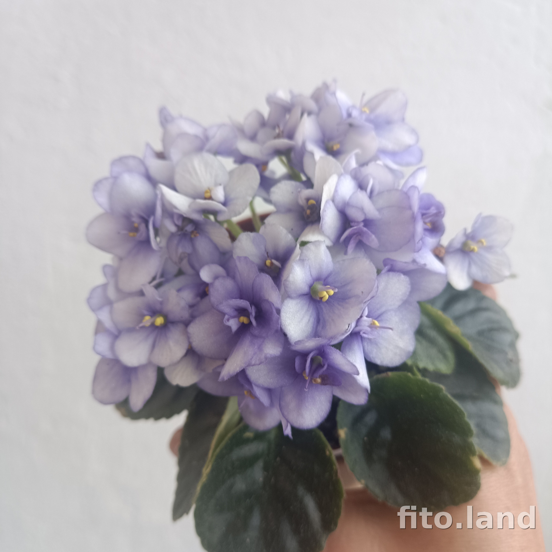 Фиалка Hunter's Whitetail Fawn, фото