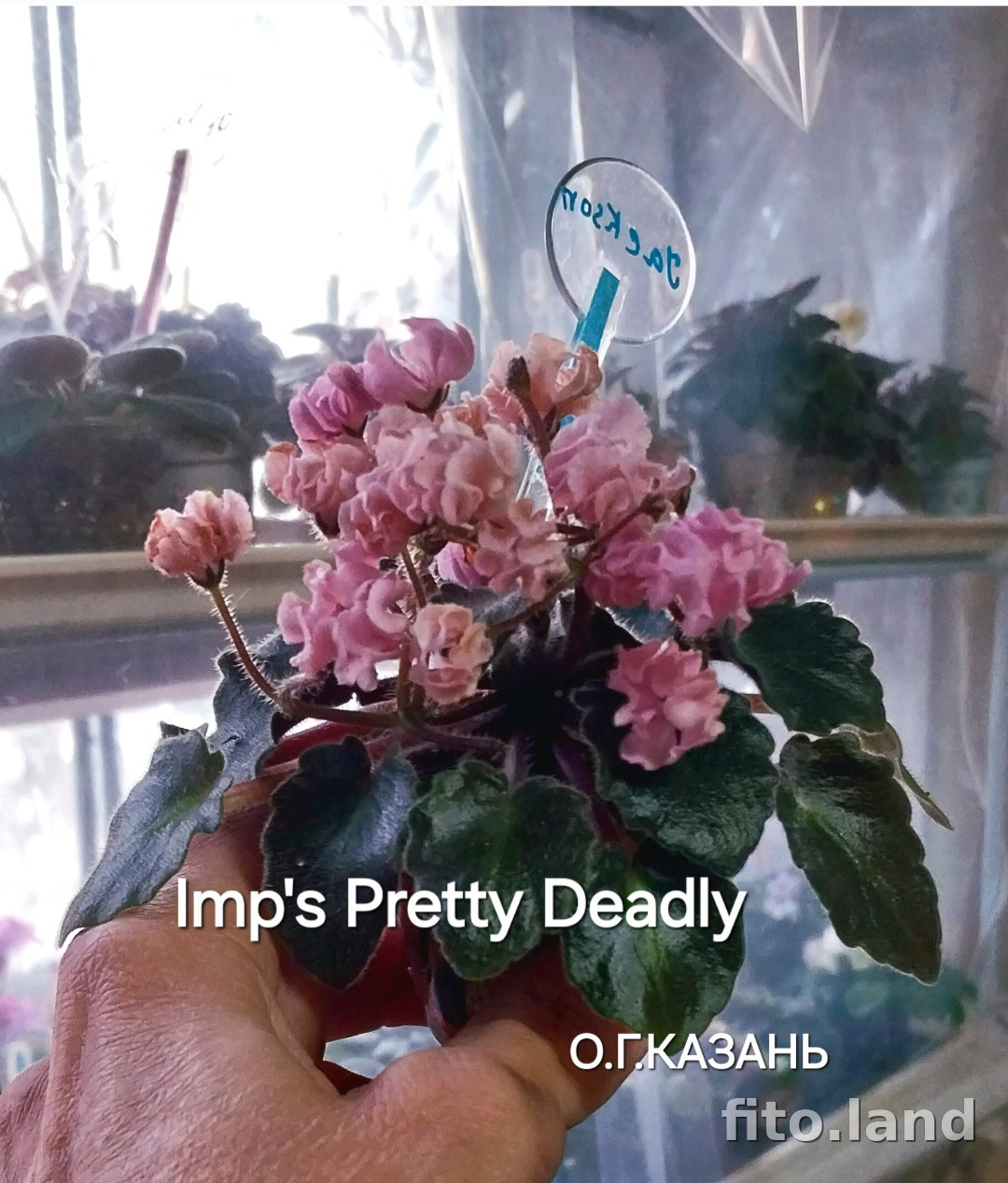 Фиалка Imp's Pretty Deadly, фото