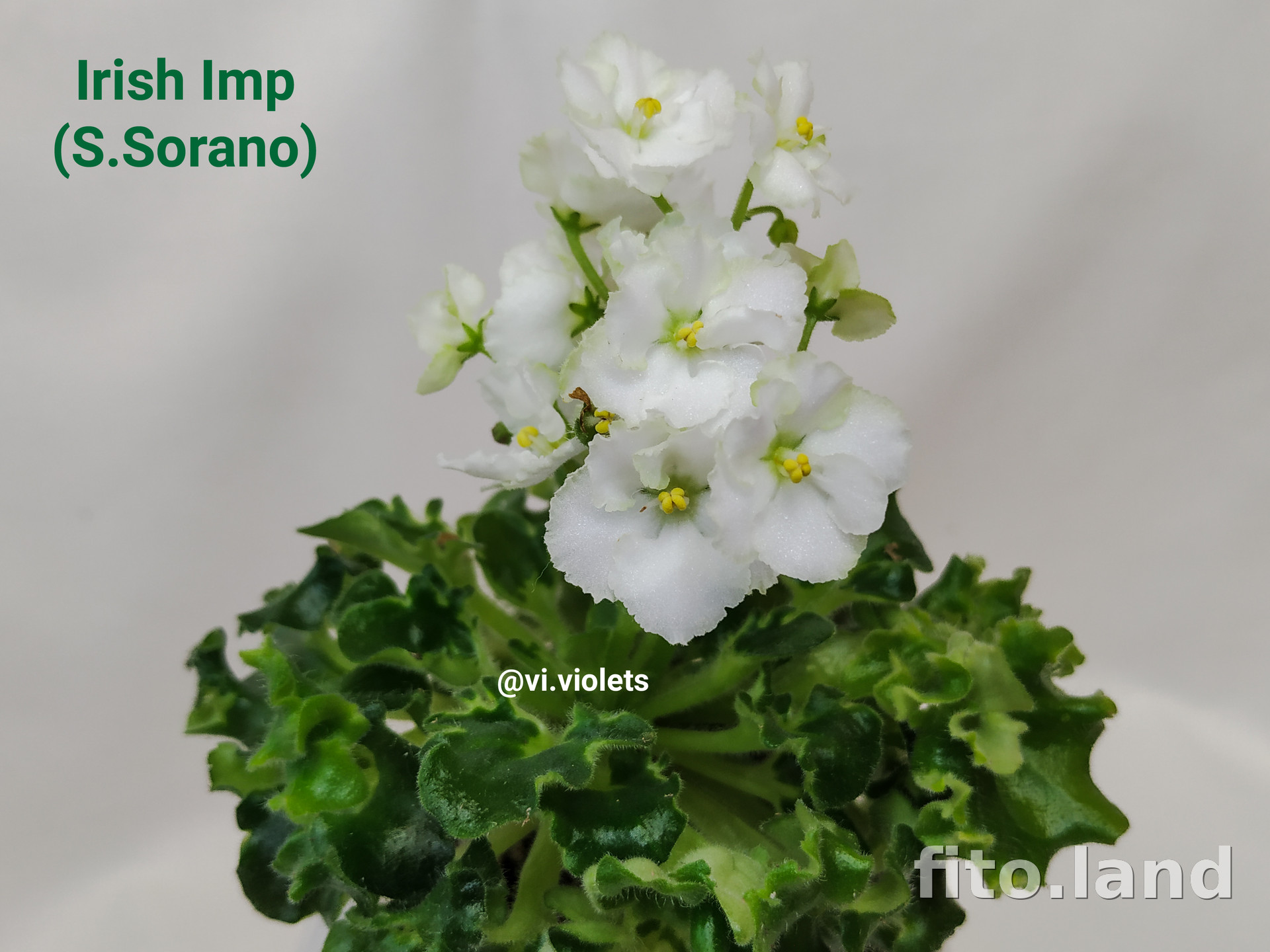 Фиалка Irish Imp, фото